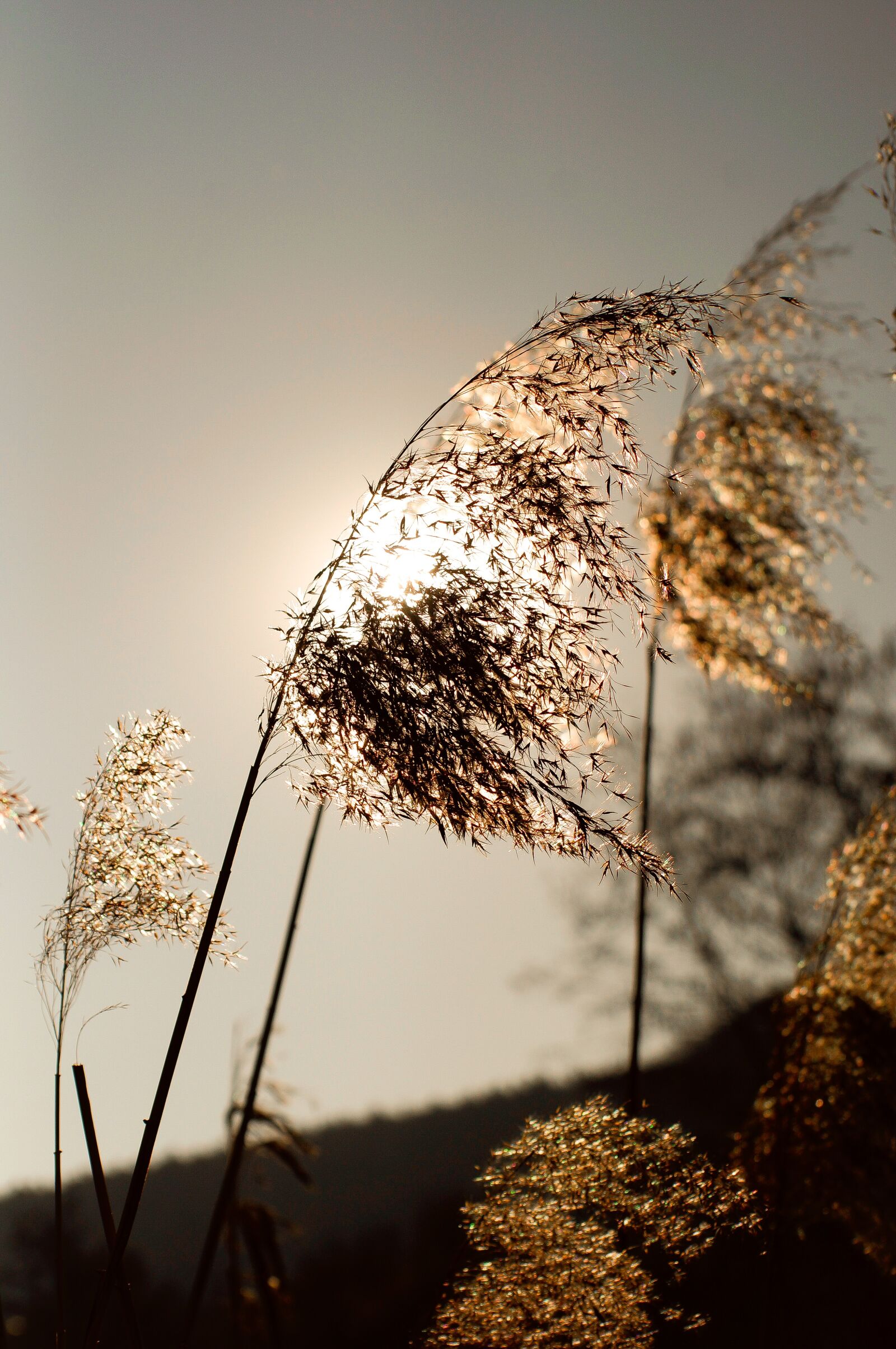 Sony SLT-A57 sample photo. Sun, abendstimmung, romance photography