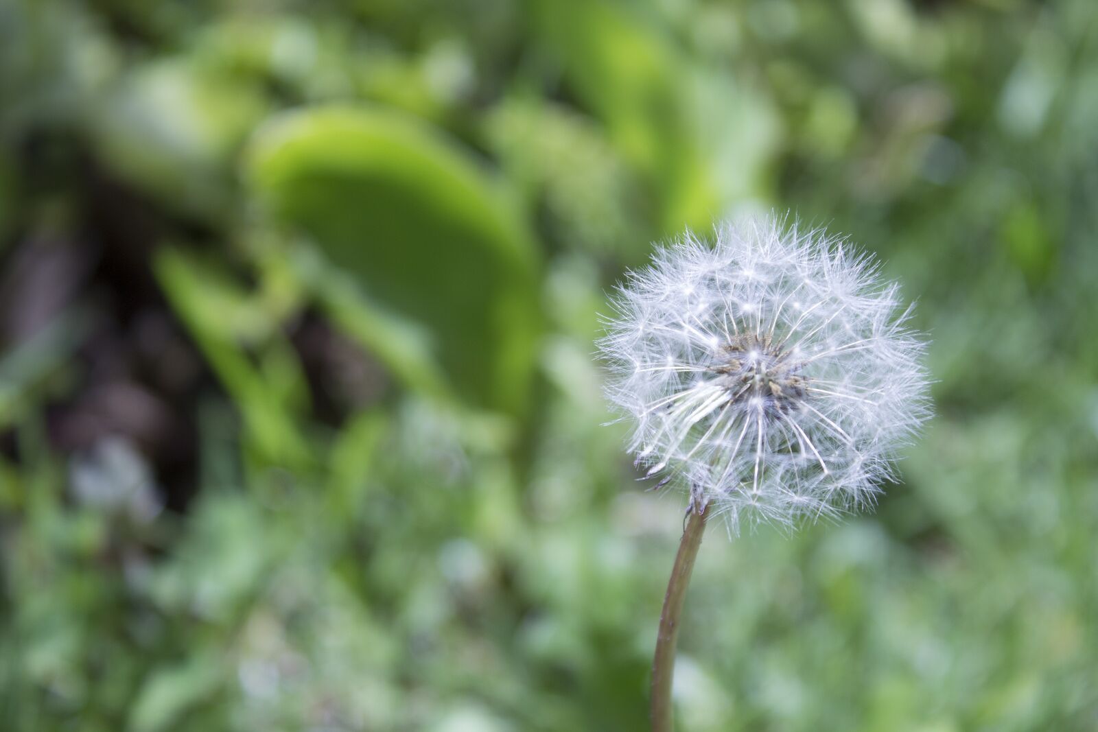 Canon EOS 1100D (EOS Rebel T3 / EOS Kiss X50) sample photo. Dandelion, flower, field photography
