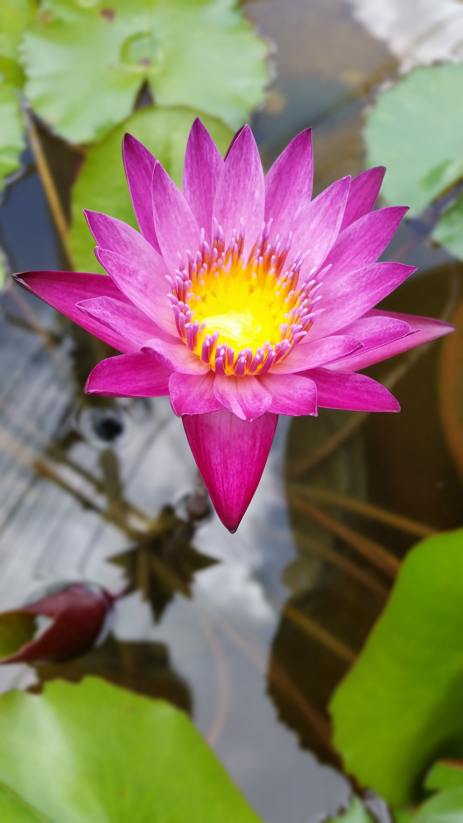 Samsung Galaxy S5 sample photo. Lotus, flower, pink photography