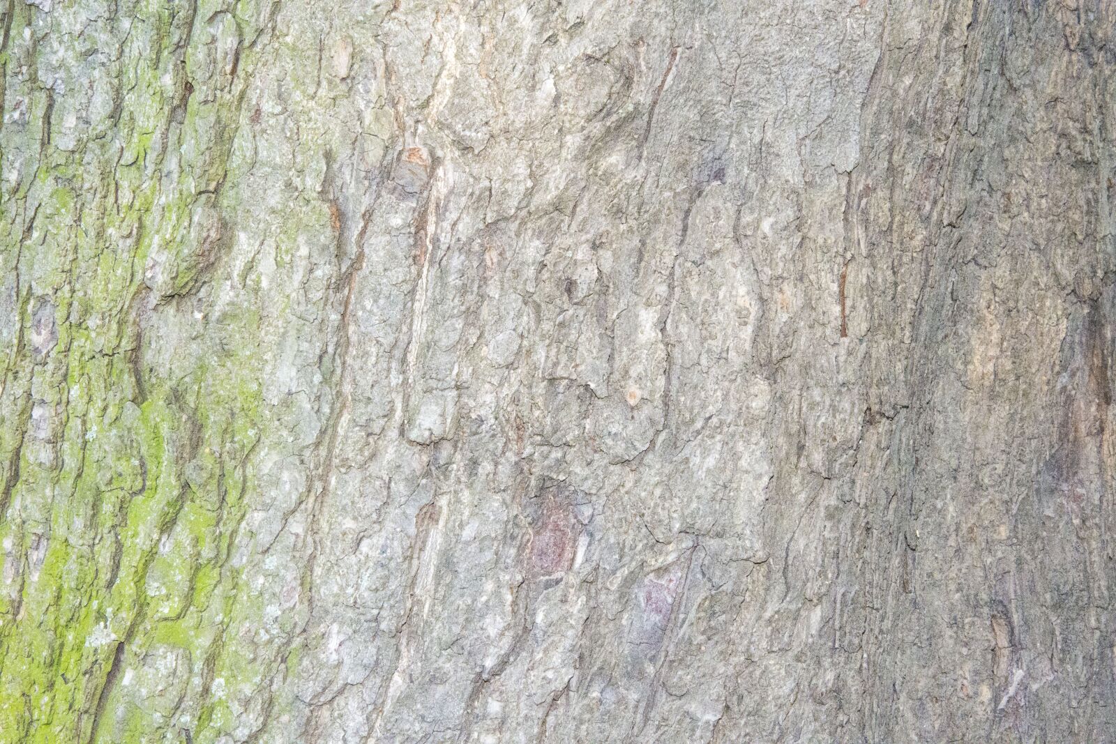 Nikon D7200 sample photo. Tree, structure, nature photography