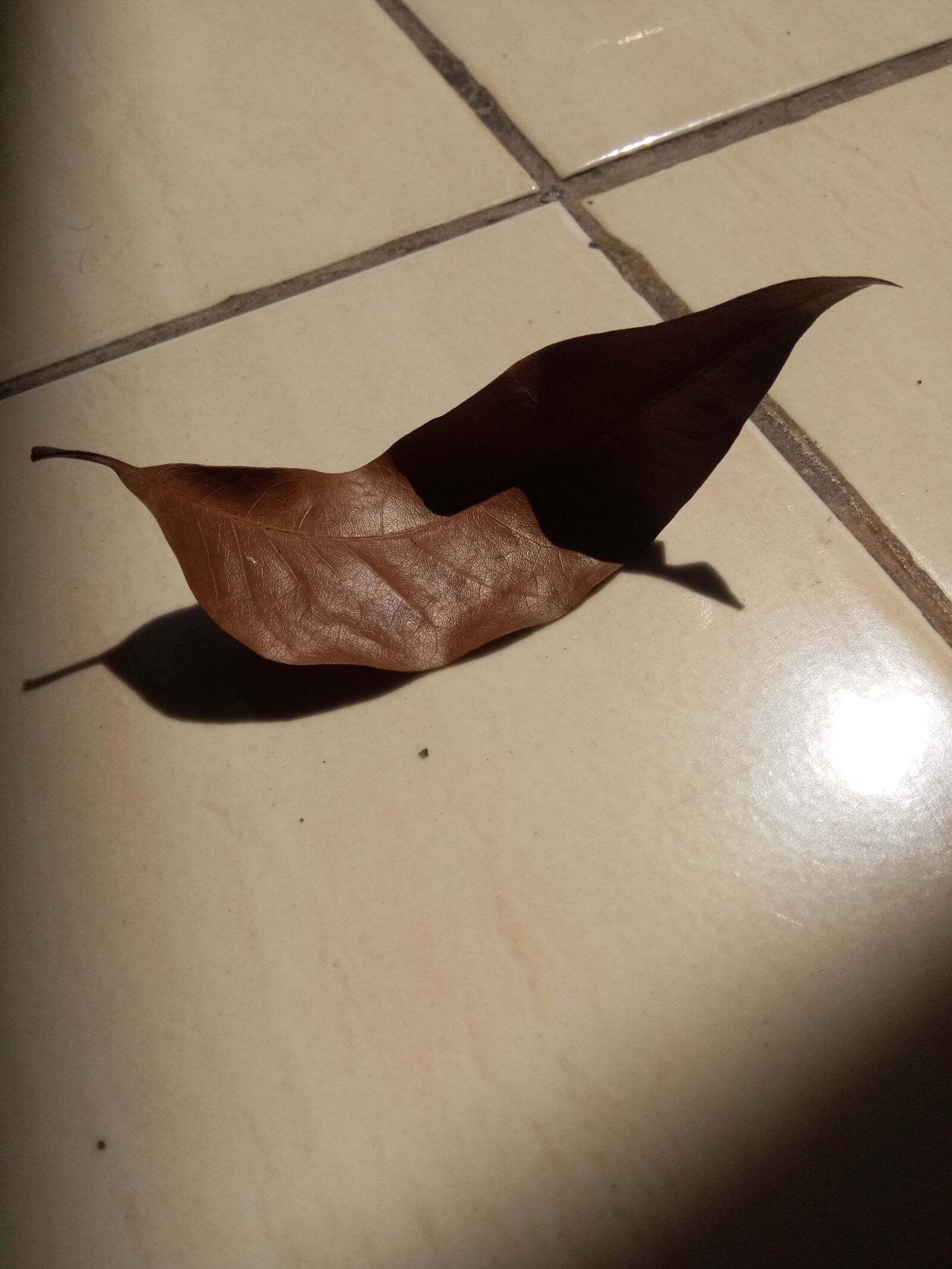 vivo 1714 sample photo. Leaf, flash, tile photography