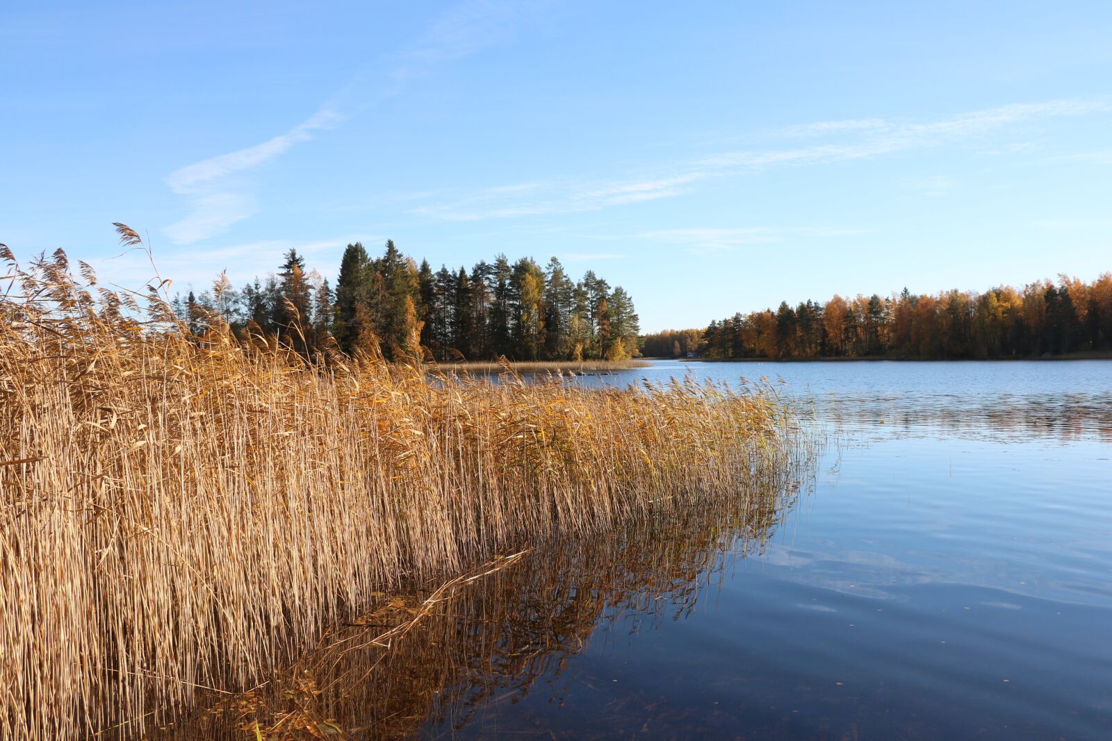 Canon EOS 750D (EOS Rebel T6i / EOS Kiss X8i) sample photo. Lake, autumn, a bed photography