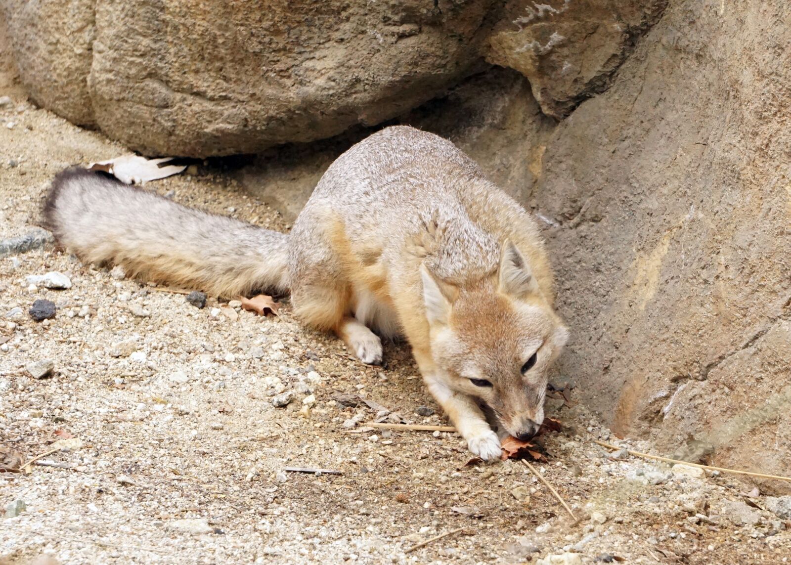 Sony a6000 sample photo. Kit fox, fox, wildlife photography