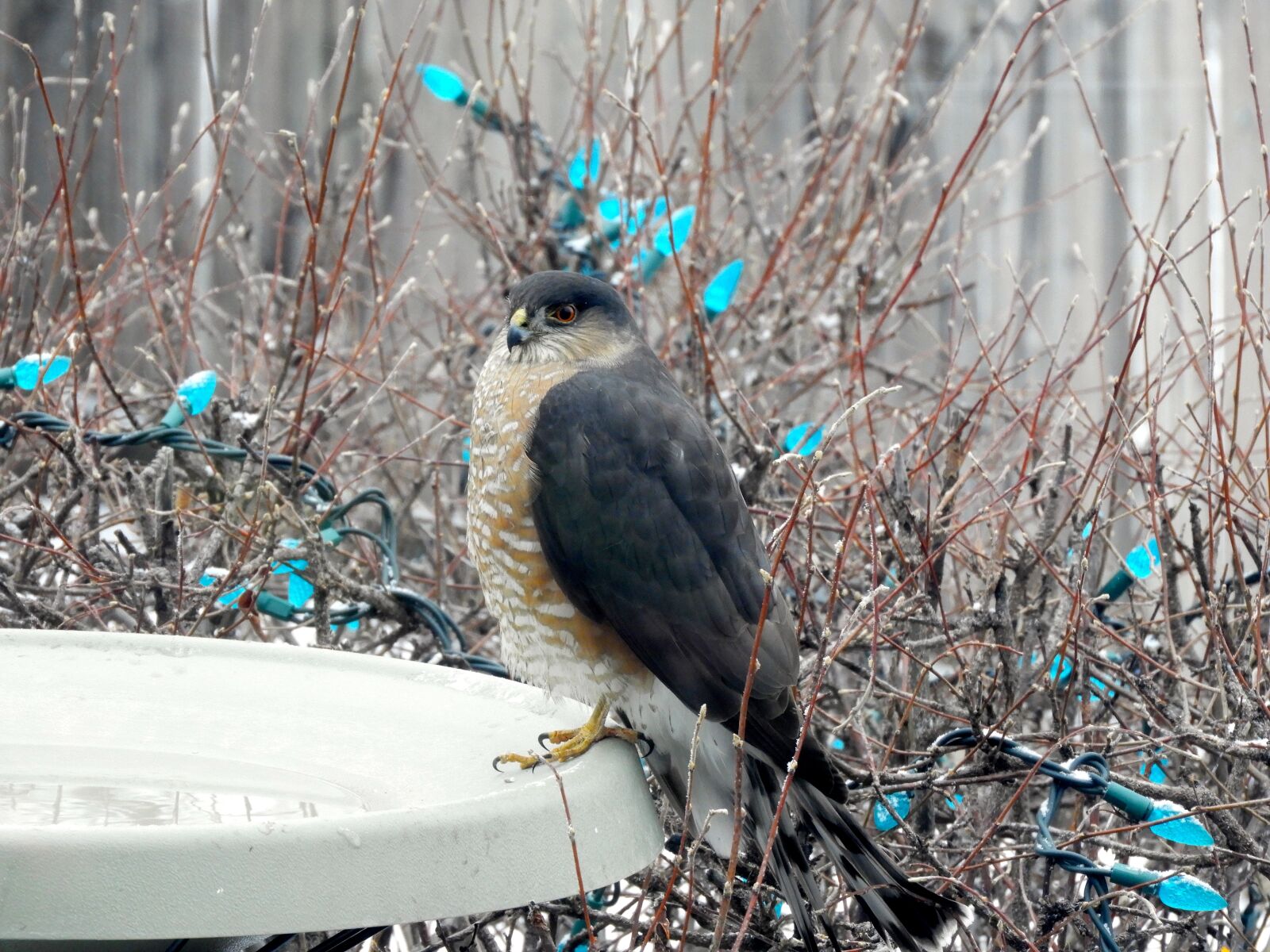 Nikon Coolpix B700 sample photo. Sharp shinned hawk, raptor photography