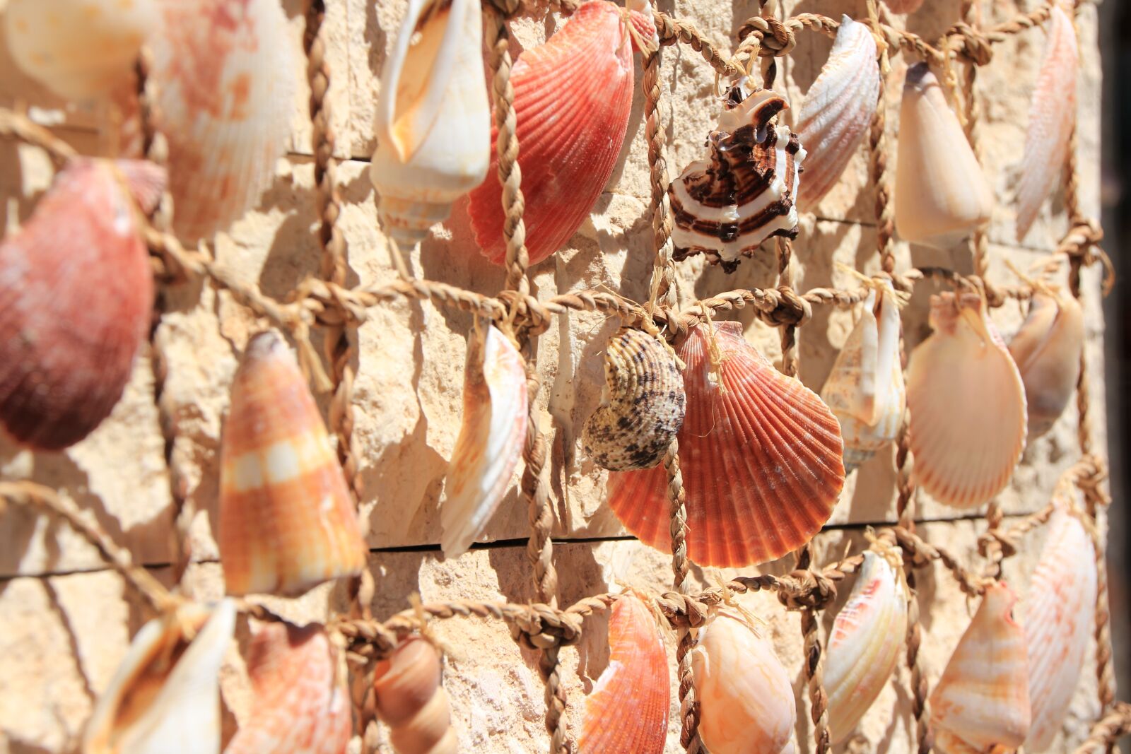 Canon EOS 550D (EOS Rebel T2i / EOS Kiss X4) sample photo. Mussels, deco, maritime photography