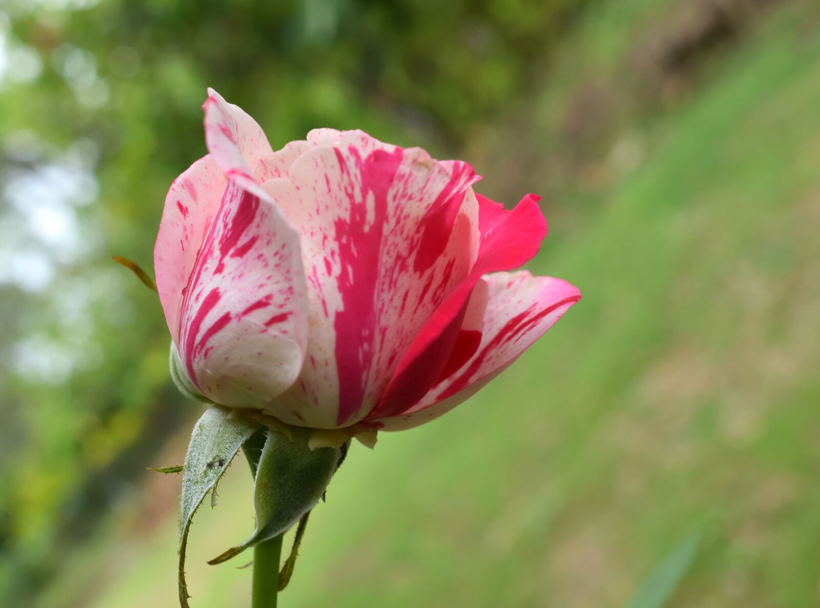 Nikon D5300 sample photo. Rosa, red, nature photography