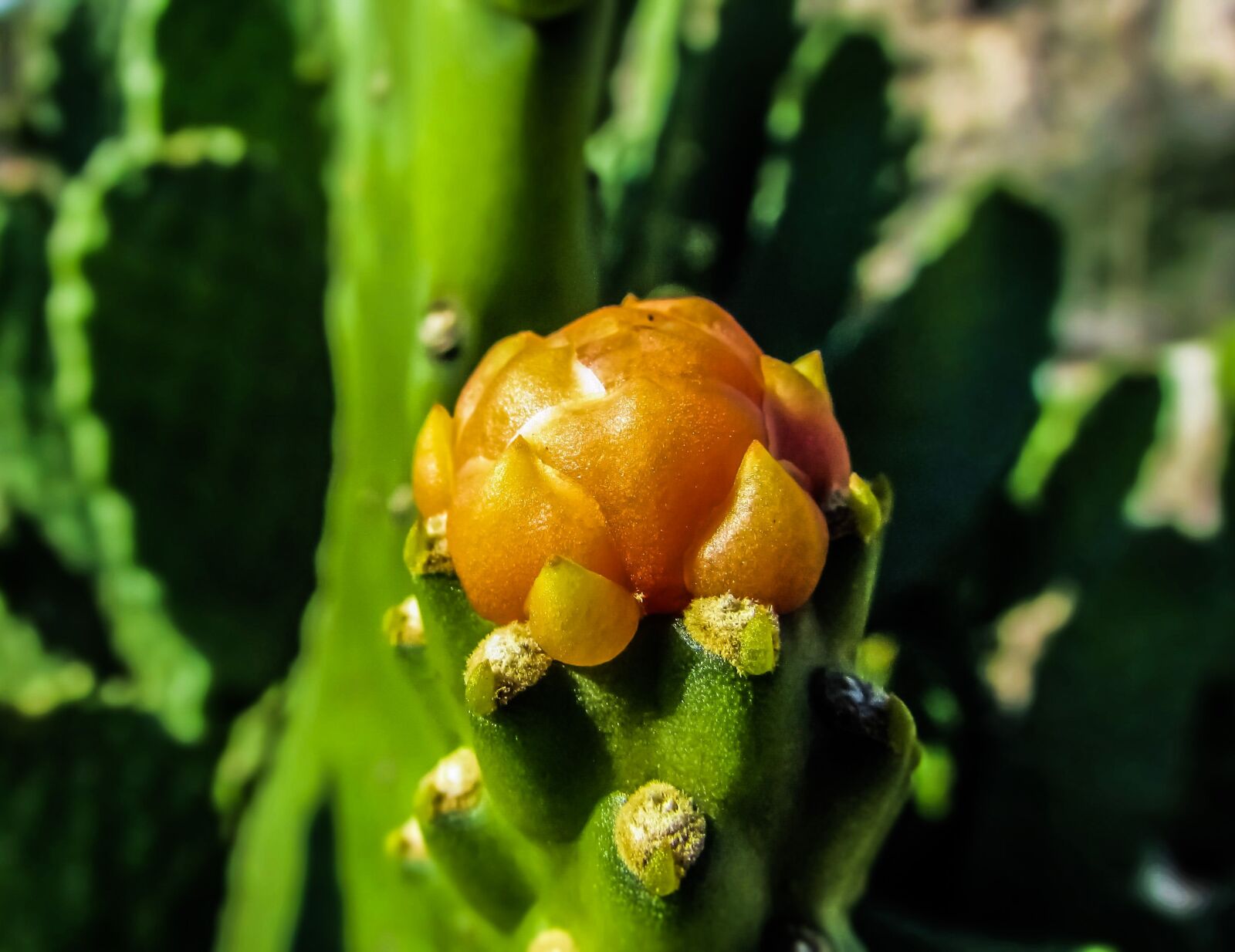 Canon PowerShot SX400 IS sample photo. Flower, cactus, plant photography