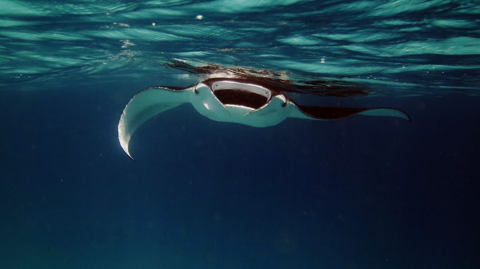 Canon PowerShot G16 sample photo. Manta, manta ray, ray photography