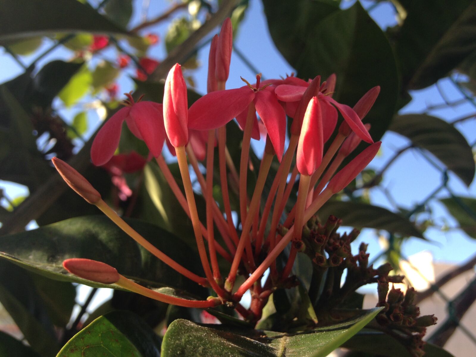 iPhone 5c back camera 4.12mm f/2.4 sample photo. Nature, flowers, spring photography