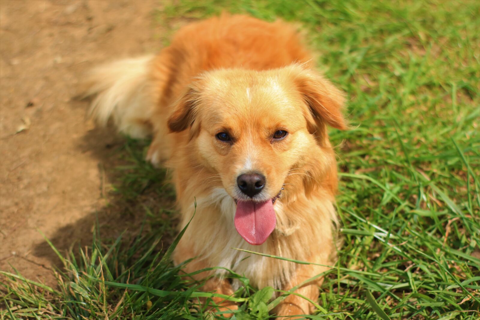 Canon EOS 750D (EOS Rebel T6i / EOS Kiss X8i) sample photo. Dog, small, beautiful photography