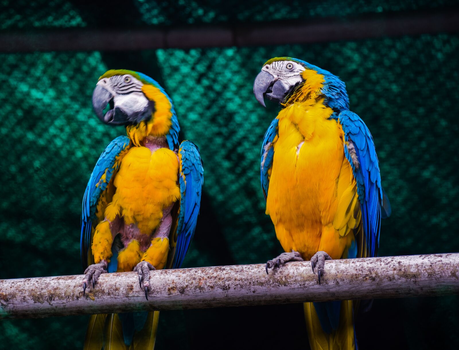 Nikon D5300 sample photo. Parrot, parrot couple, couple photography
