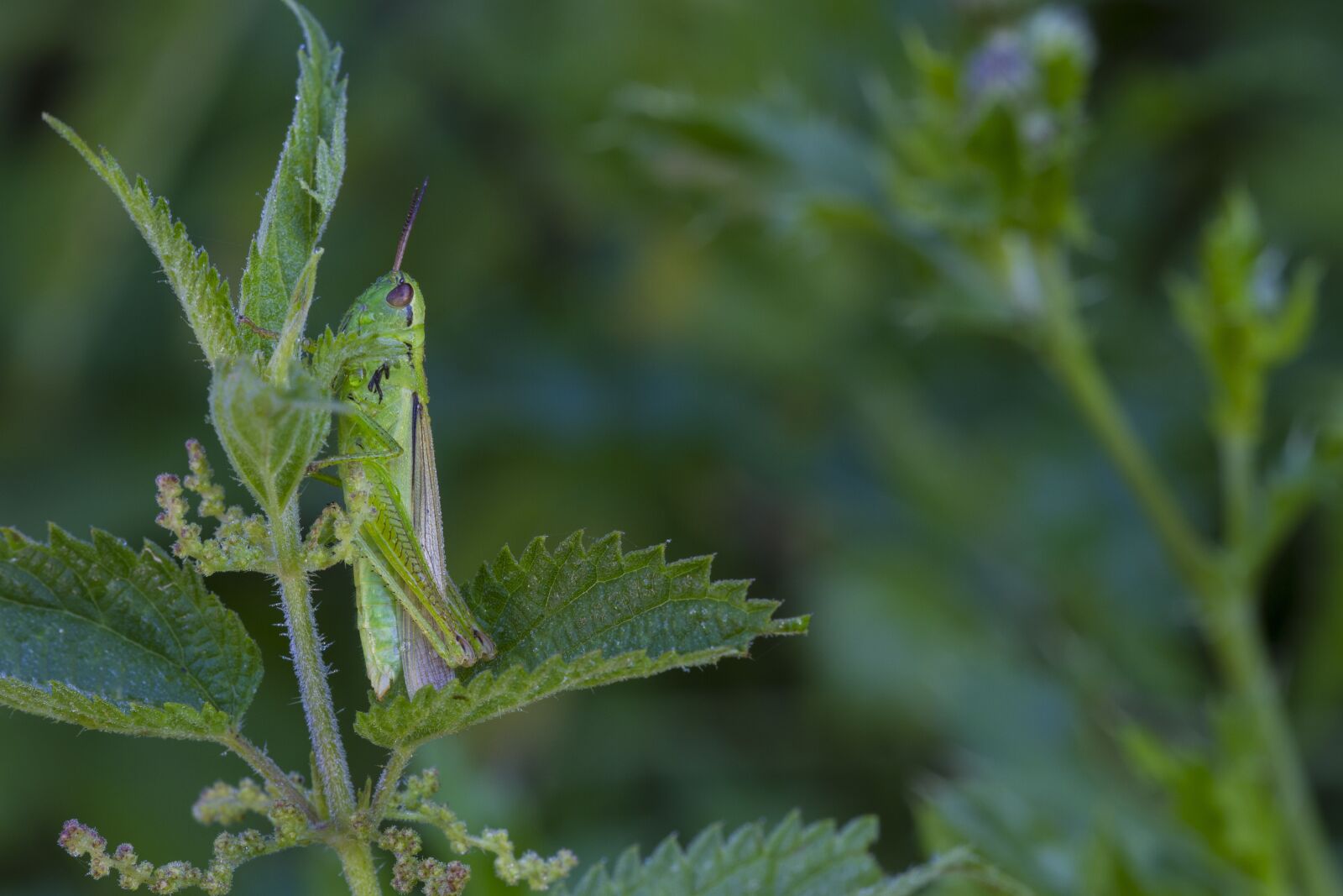 Canon EOS 7D sample photo. Grasshopper, viridissima, green photography