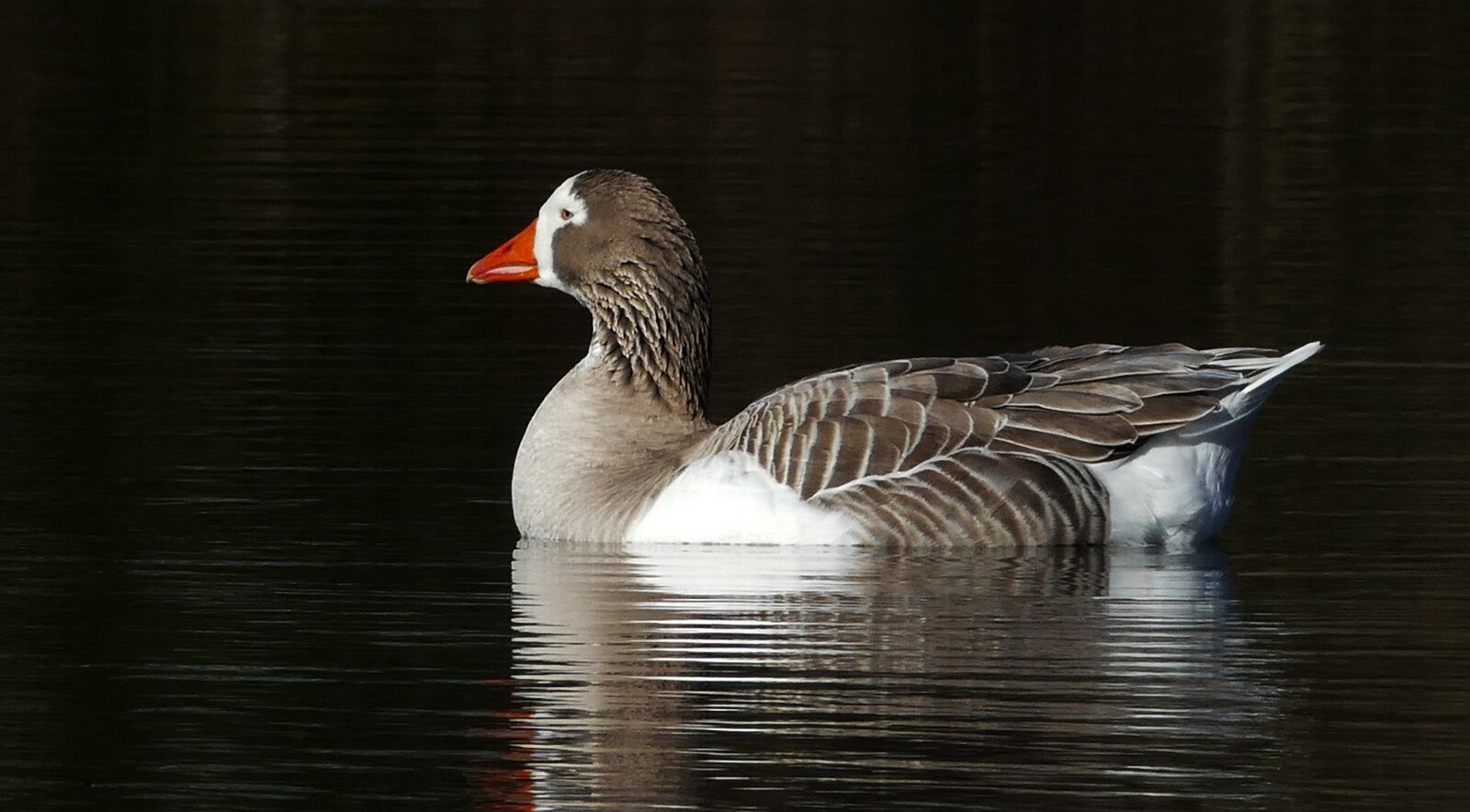 Panasonic Lumix DMC-FZ1000 sample photo. Goose, greylag, bird photography