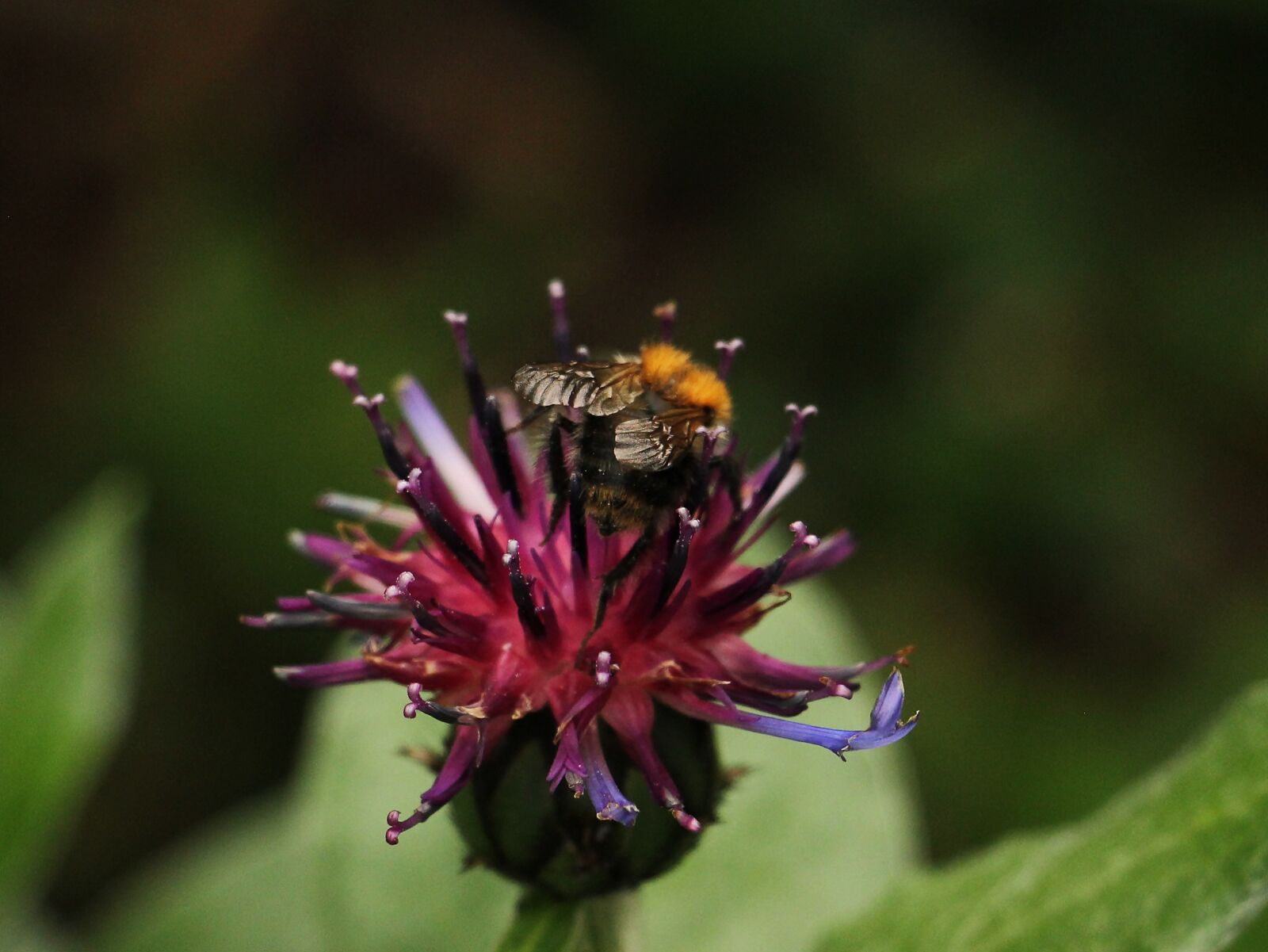 Canon EOS 550D (EOS Rebel T2i / EOS Kiss X4) sample photo. Cornflower, hummel, sprinkle photography