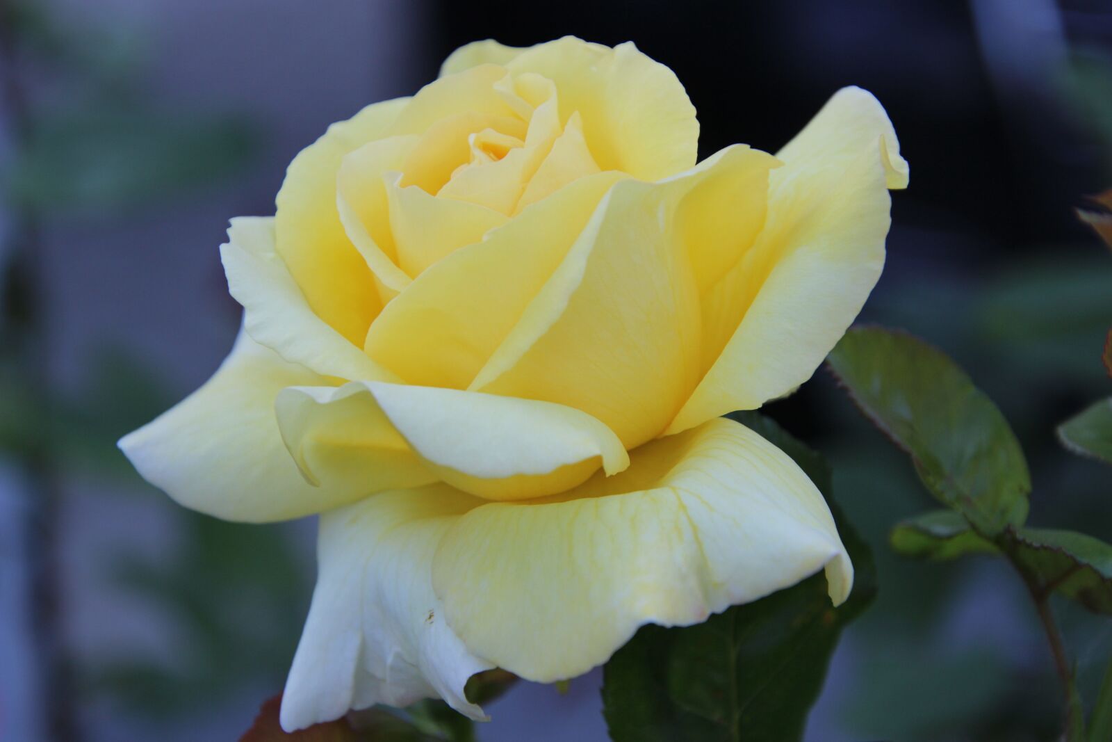 Canon EOS 600D (Rebel EOS T3i / EOS Kiss X5) sample photo. Plant, flower, rose photography