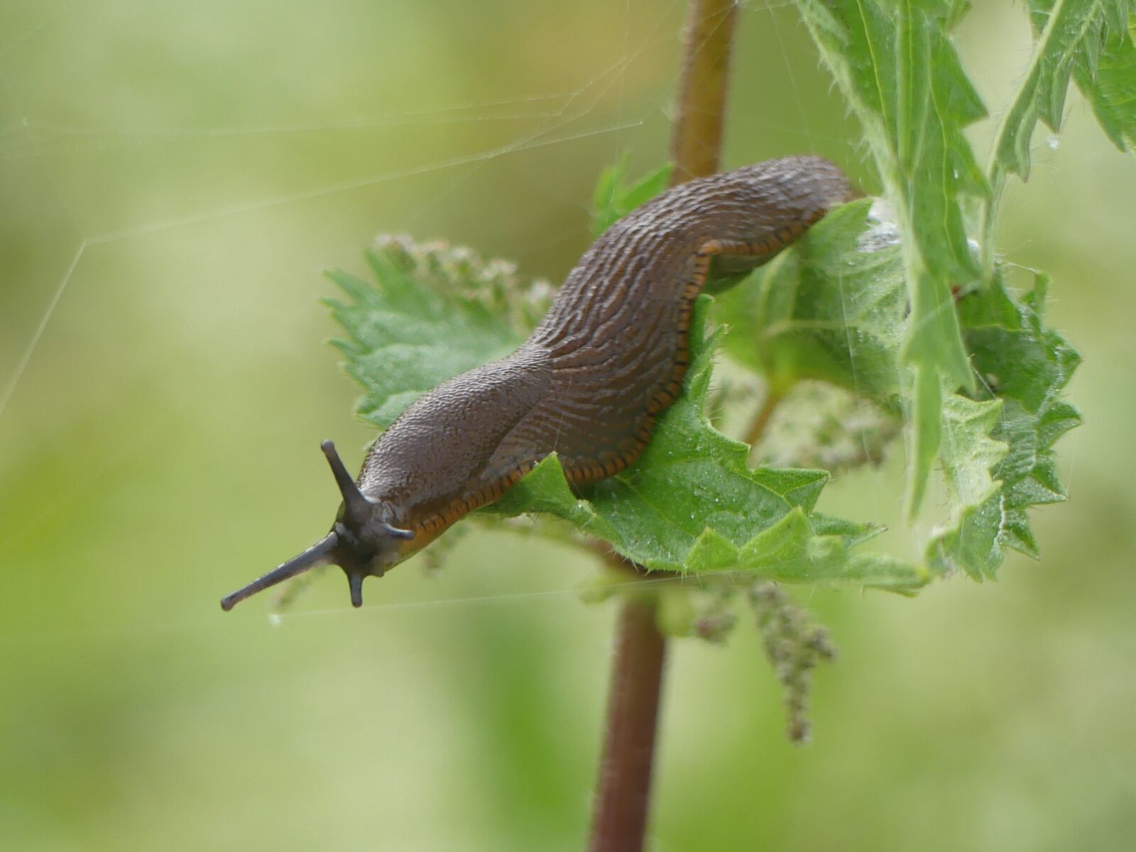 Panasonic Lumix DMC-FZ300 sample photo. Snail, slug, mucus photography
