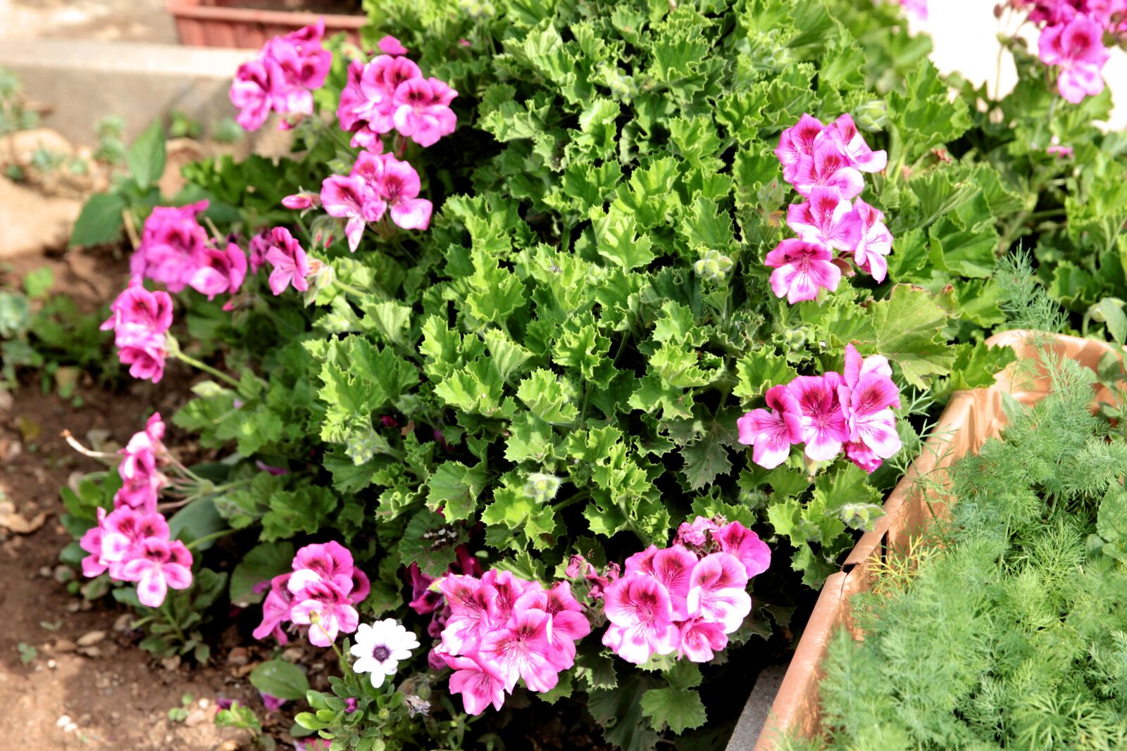 Canon EOS 550D (EOS Rebel T2i / EOS Kiss X4) sample photo. Geranium, flower, plant photography