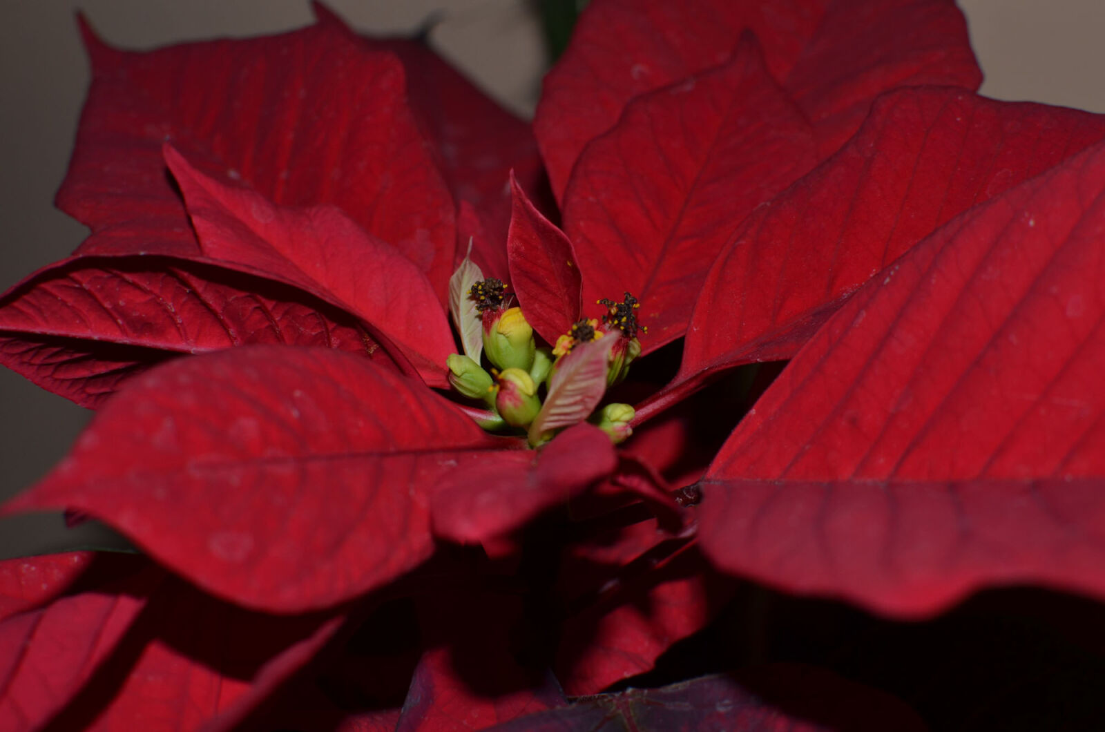 Nikon D5100 sample photo. Beautiful, flowers, red, flowers photography