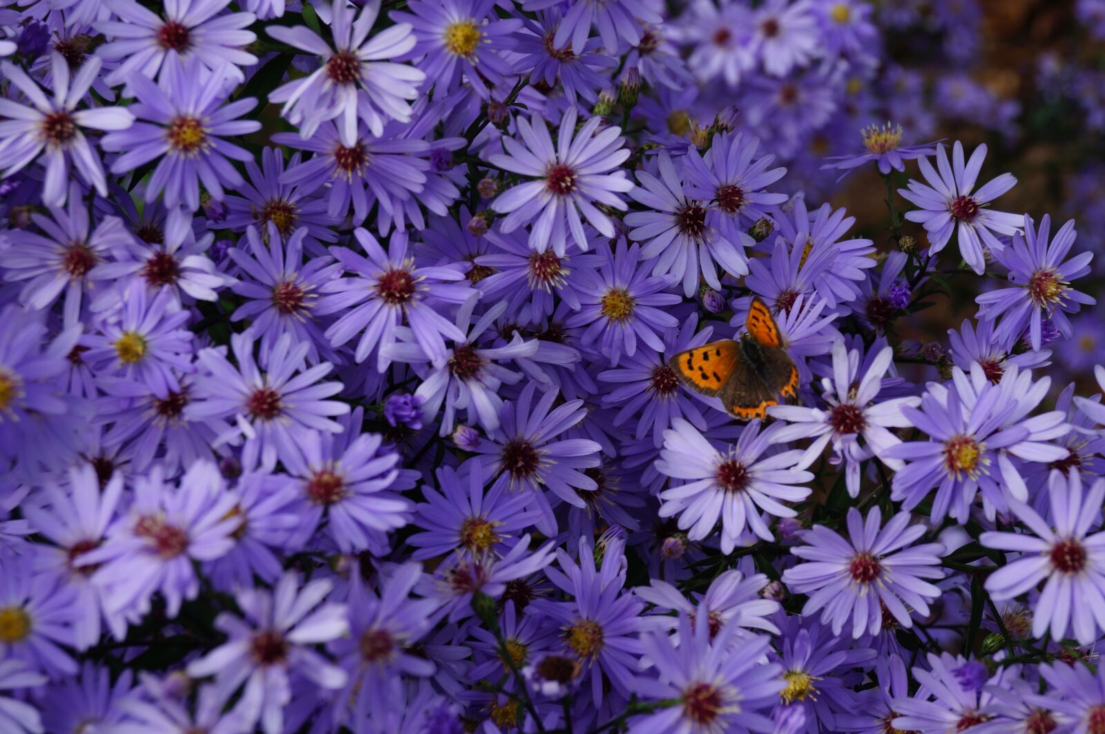 Sony SLT-A57 sample photo. Butterfly, flowers, chrysanthemum photography