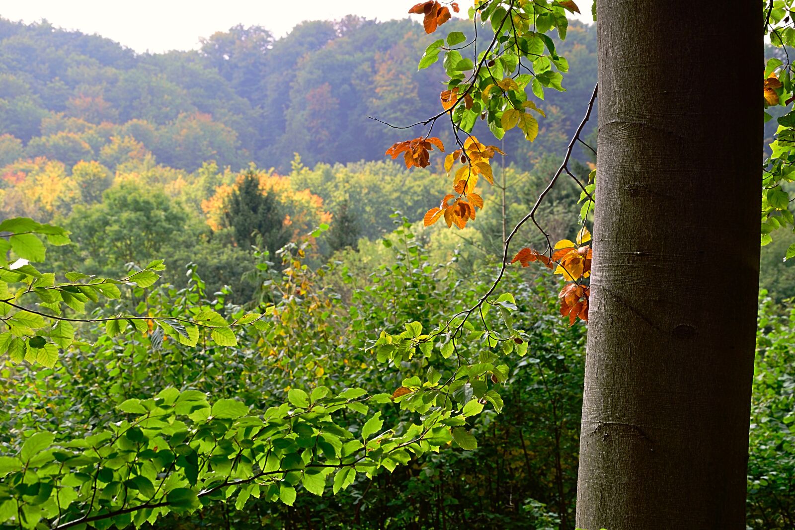 Nikon D3300 sample photo. Forest, fall color, colorful photography