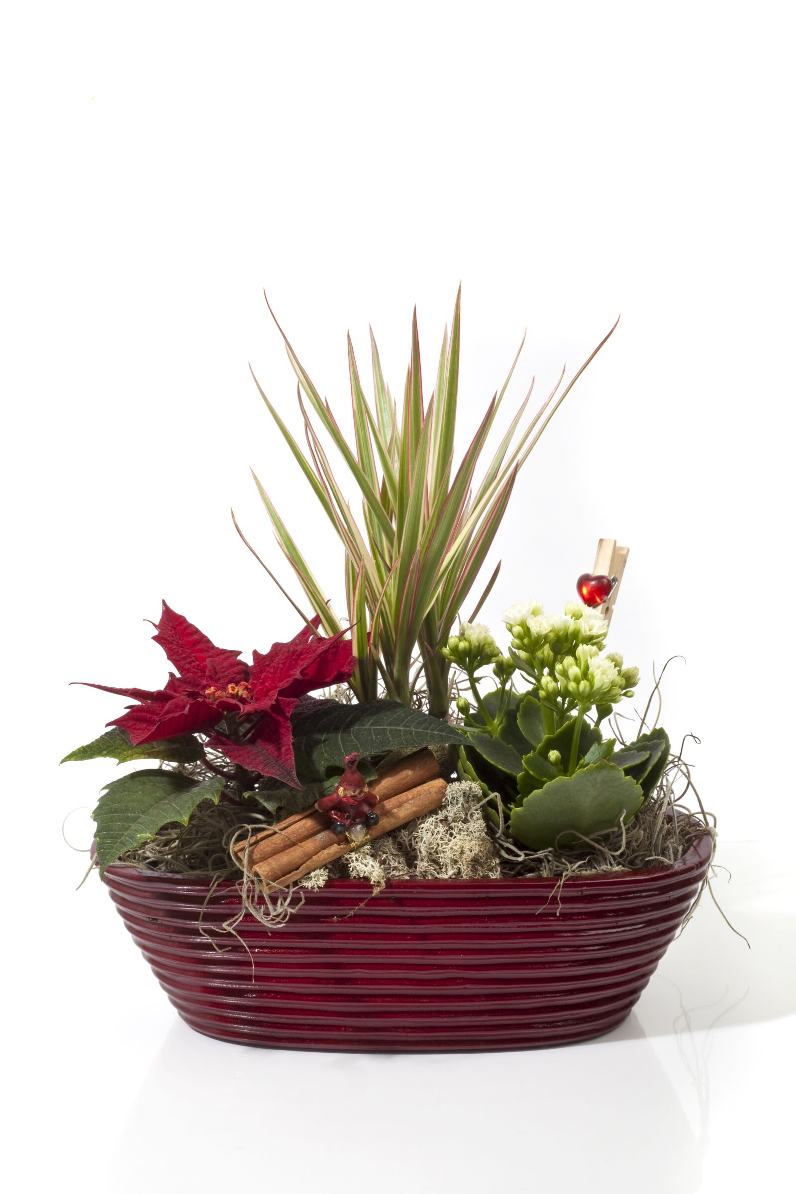 Canon EOS 5D Mark II sample photo. Christmas, julgrupp, christmas flower photography