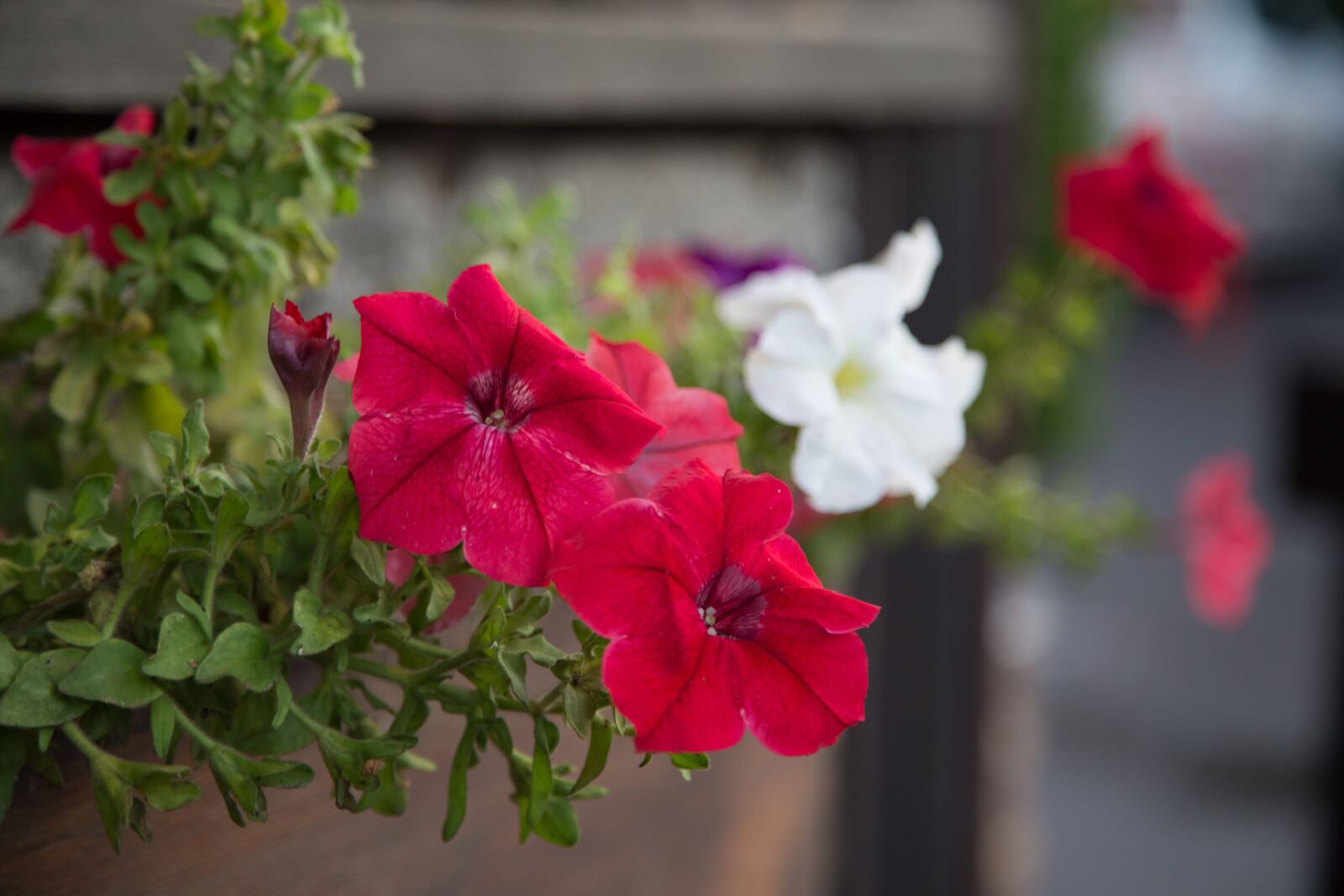 Canon EOS 6D + Canon EF 24-105mm F4L IS USM sample photo. Flowers, petunias, plant photography