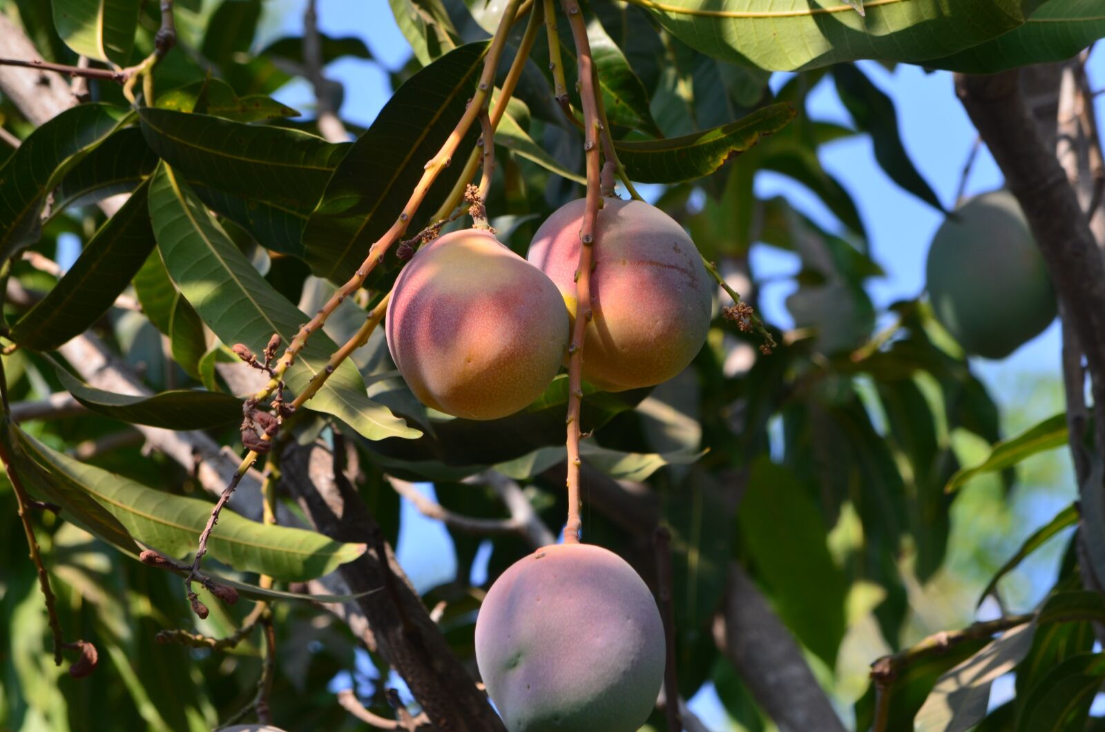 Nikon D5100 sample photo. Fruit, mangoes, mango photography