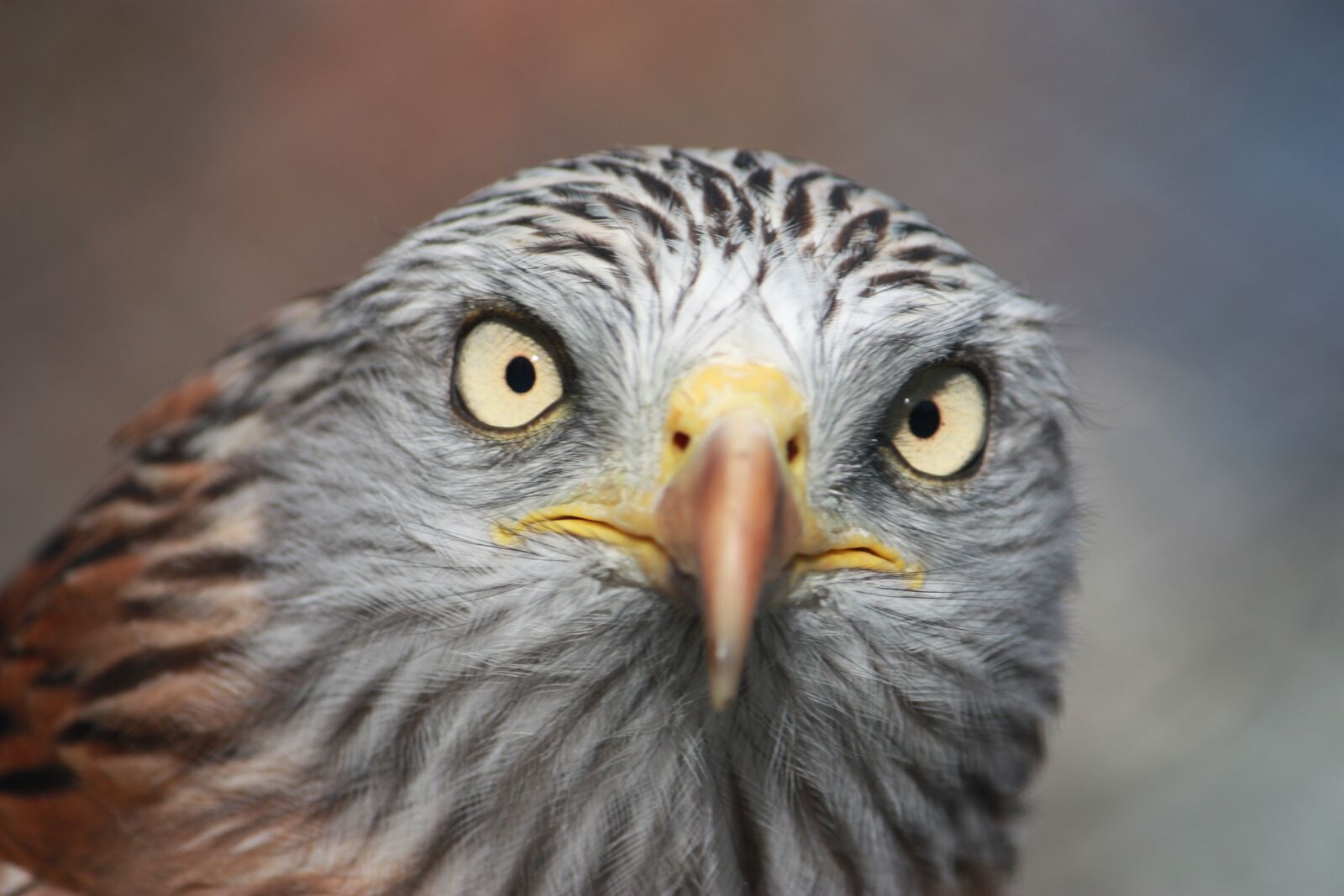 Canon EOS 450D (EOS Rebel XSi / EOS Kiss X2) sample photo. Milan royal, auvergne, bird photography