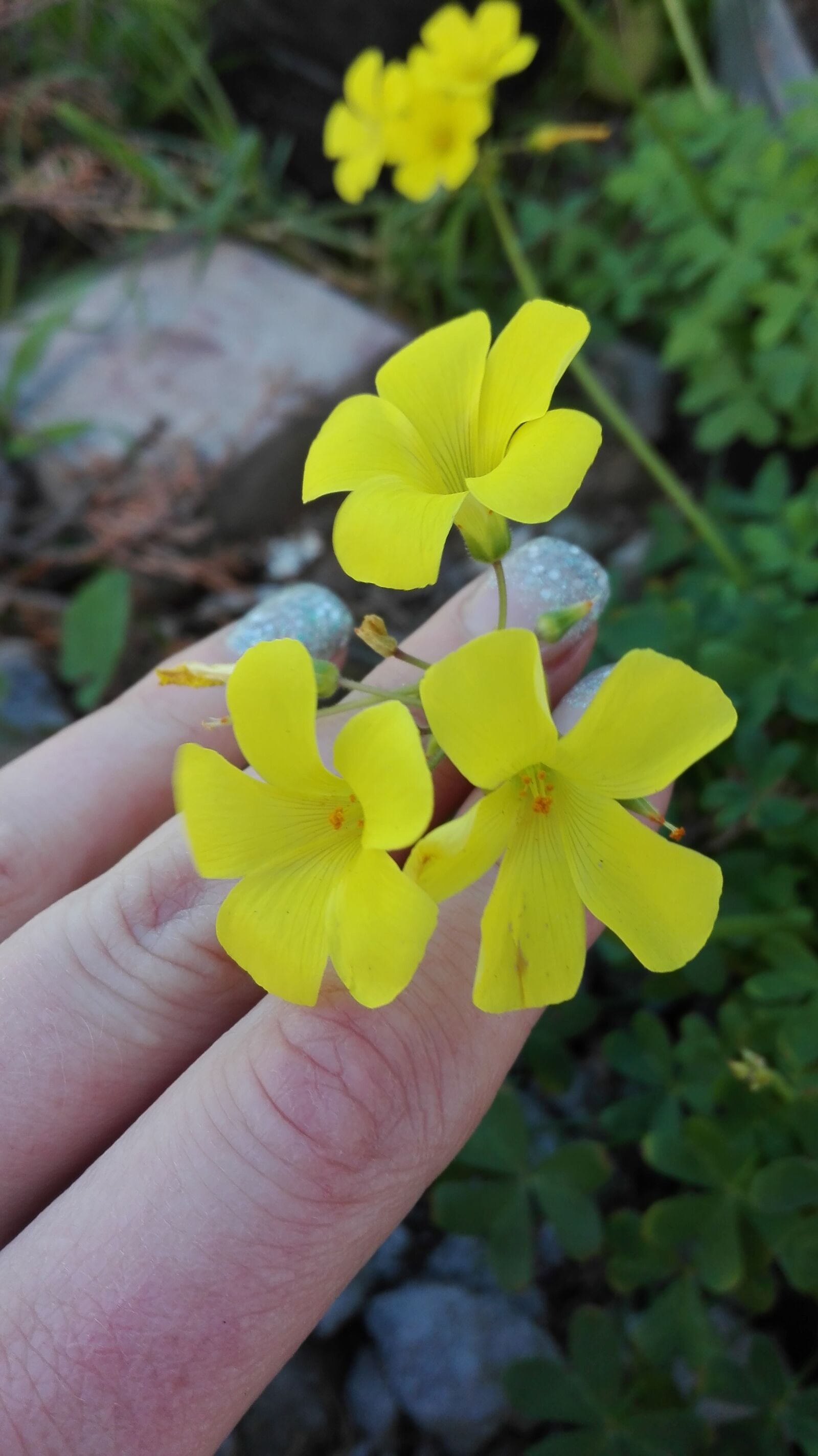 HUAWEI P8 Lite sample photo. Flower, yellow, blooming photography