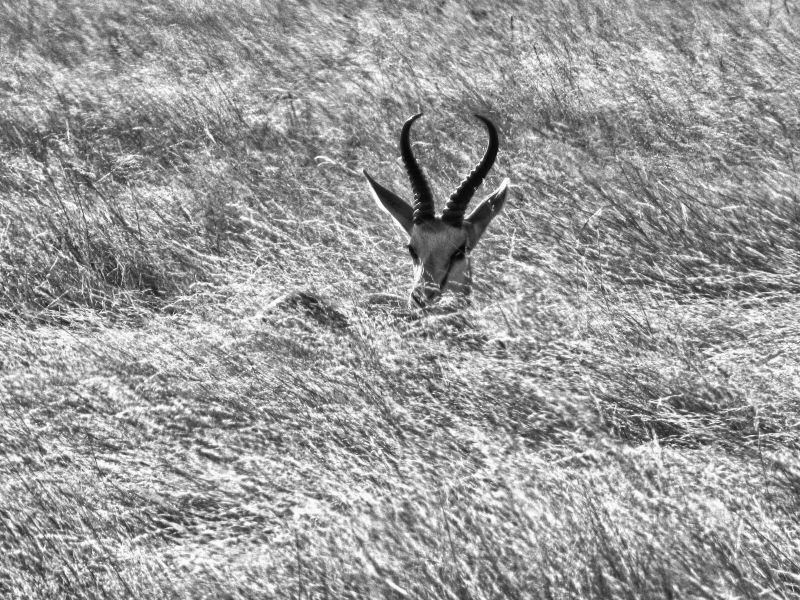Canon PowerShot SX210 IS sample photo. Deer, peeking photography