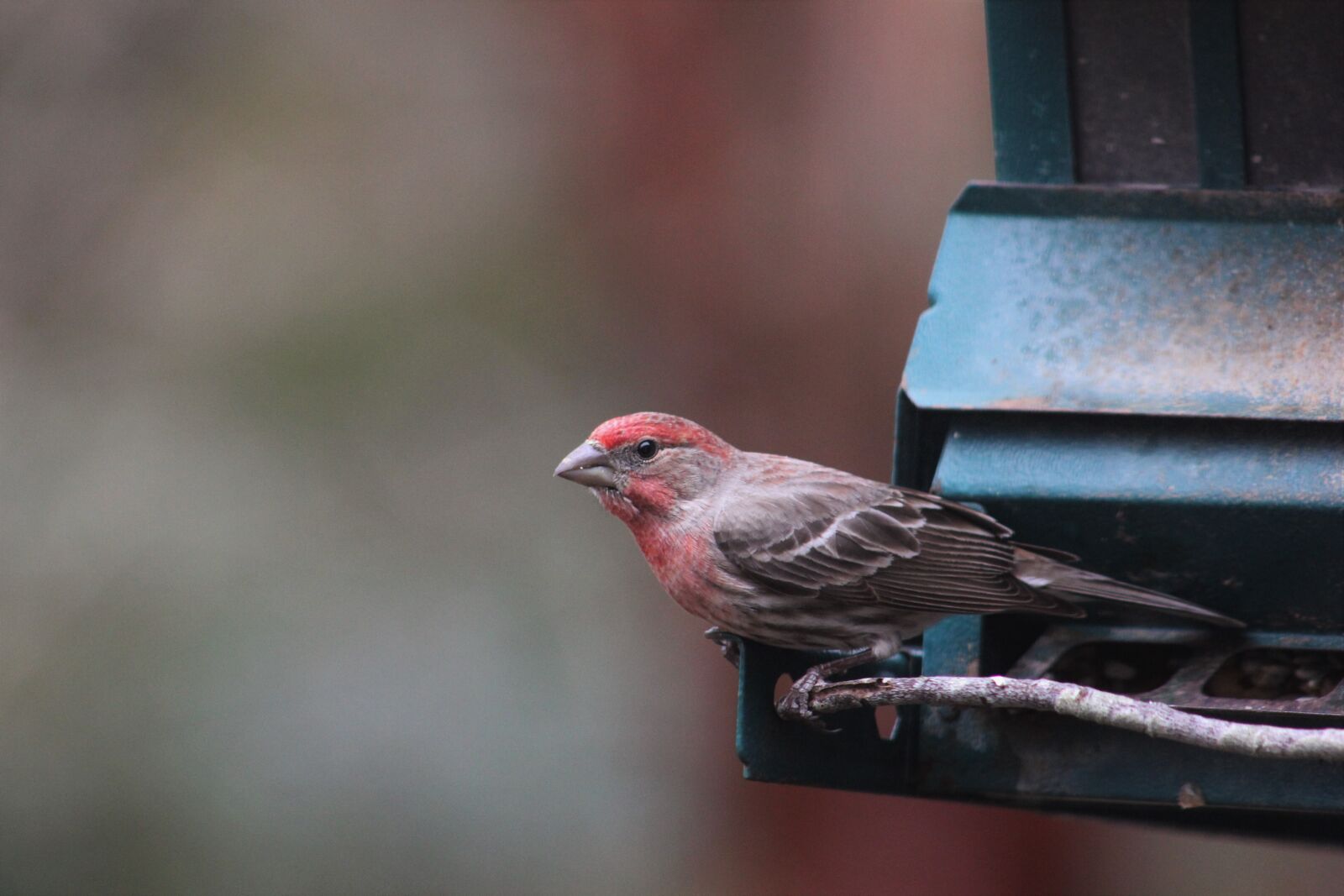 Canon EOS 550D (EOS Rebel T2i / EOS Kiss X4) sample photo. House finch, finch, bird photography