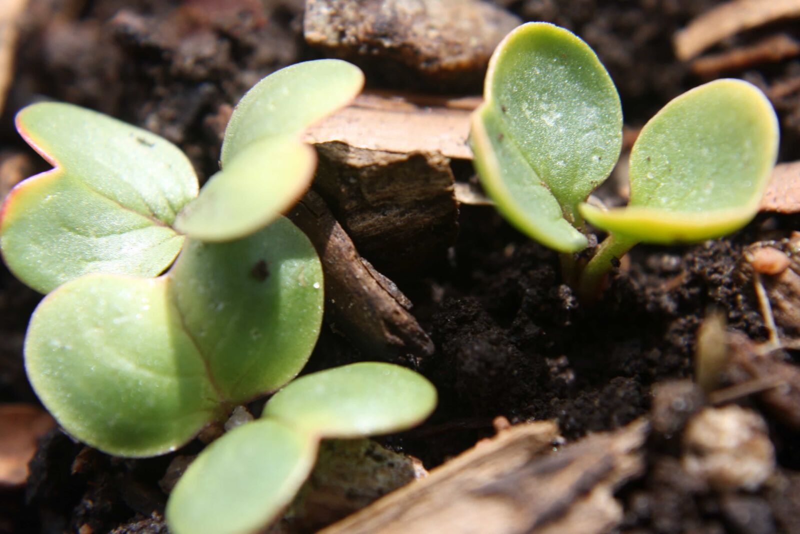 f/3.5-5.6 IS sample photo. Little, growth, soil, plant photography