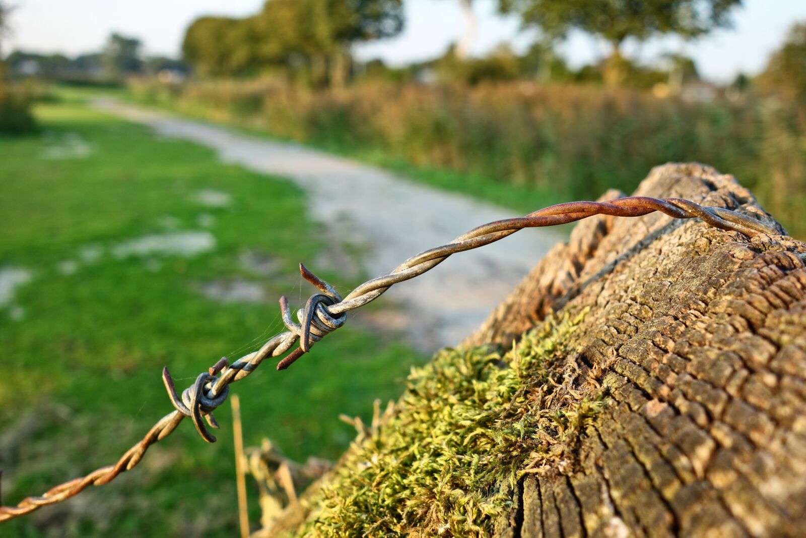 Sony Cyber-shot DSC-RX100 sample photo. Barbed wire, wire, steel photography