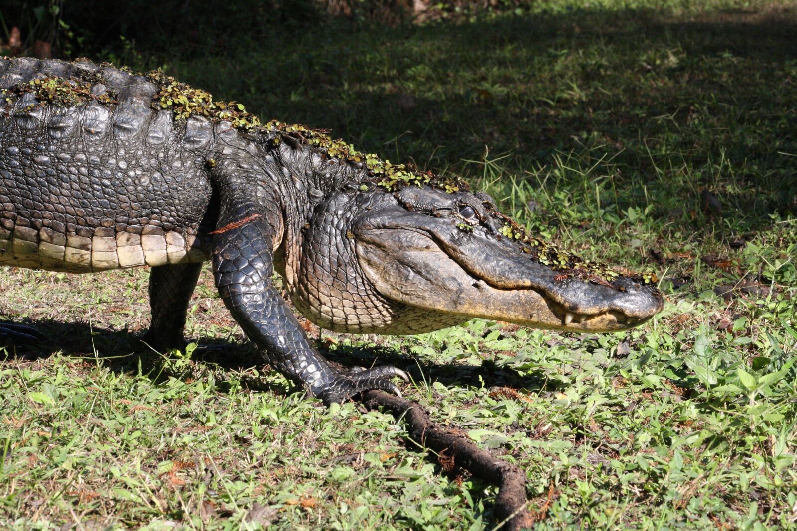 Canon EOS 1000D (EOS Digital Rebel XS / EOS Kiss F) sample photo. Alligator, walking, reptile photography