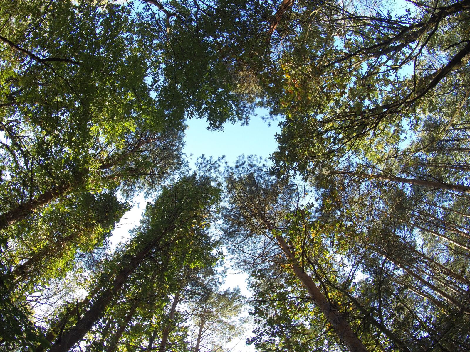 SJCAM SJ7 STAR sample photo. Forest, tree, nature photography