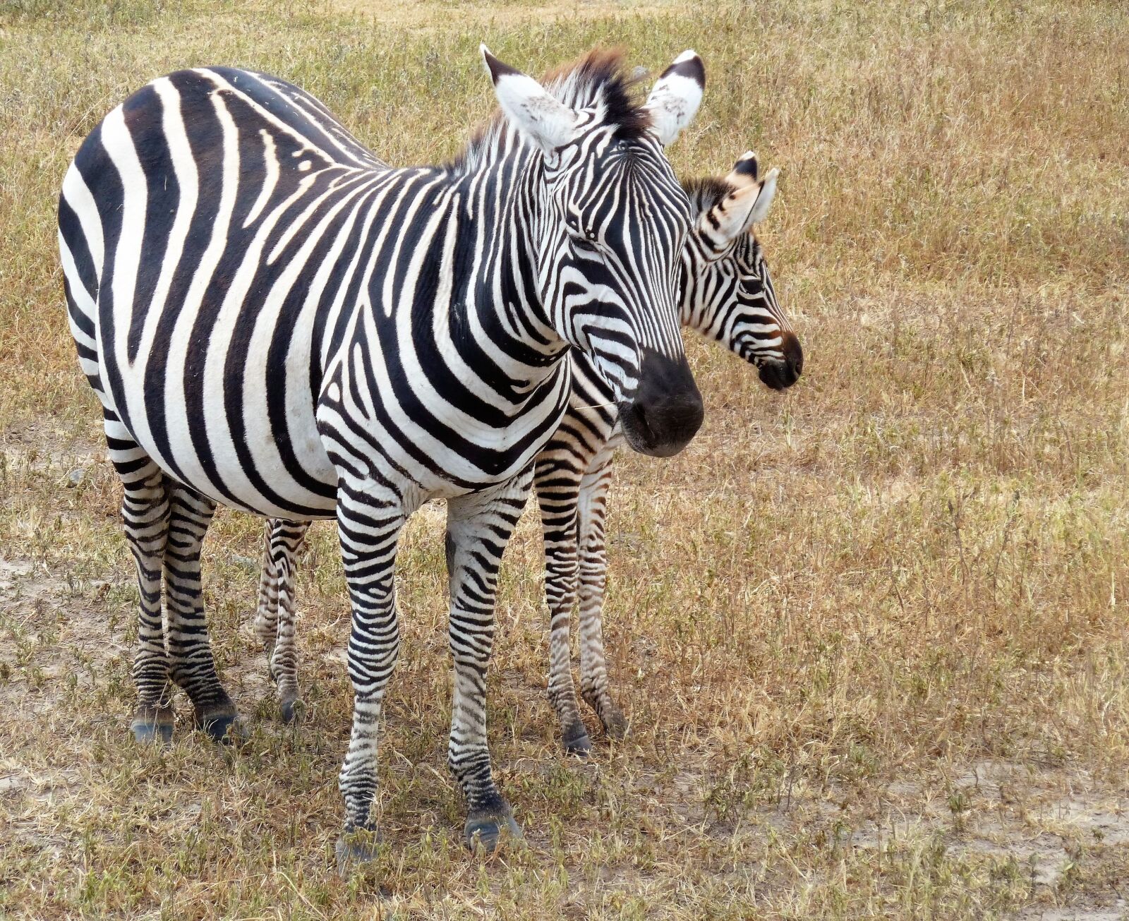 Panasonic Lumix DMC-ZS5 (Lumix DMC-TZ8) sample photo. Nature, zebra, safari photography