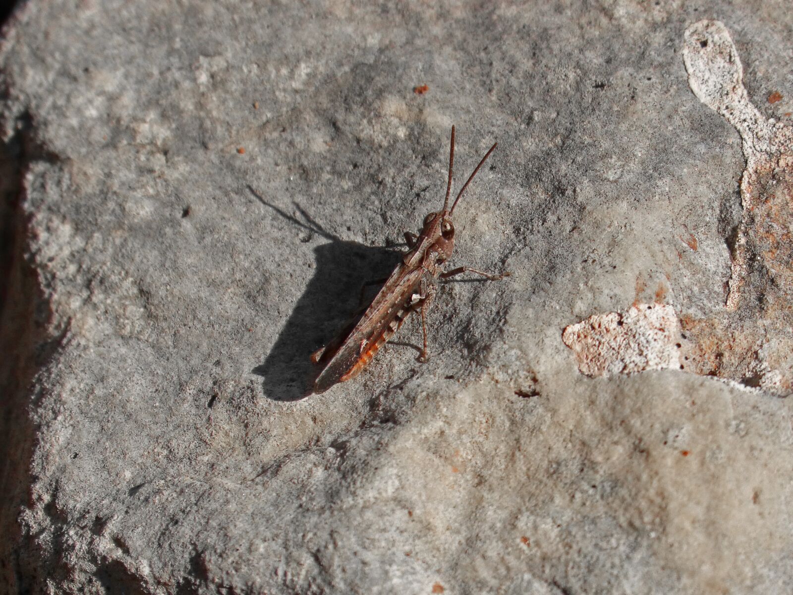 Panasonic DMC-FZ62 sample photo. Grasshopper, small, lobster photography