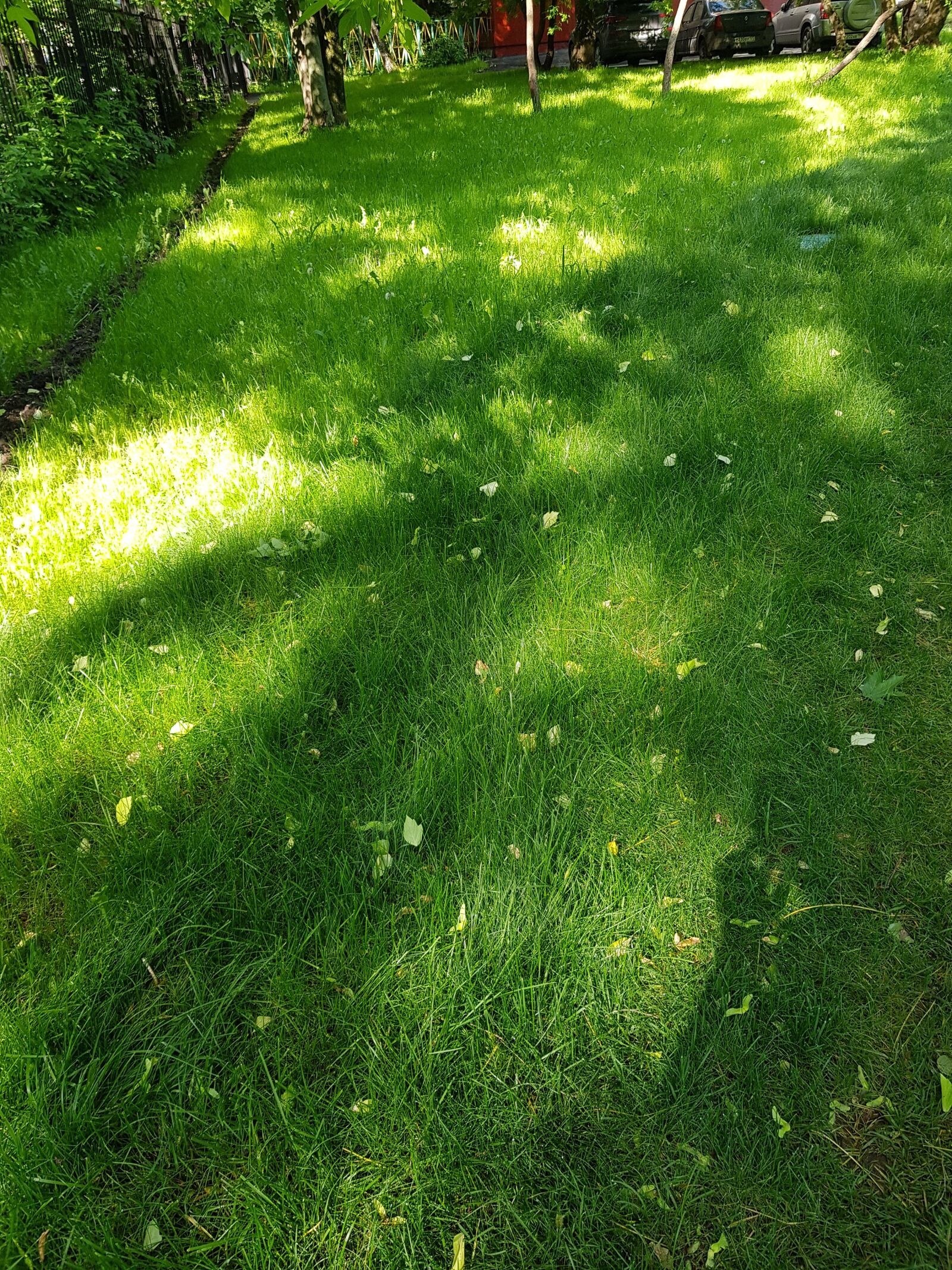 Samsung Galaxy S8 sample photo. Grass, greens, summer photography