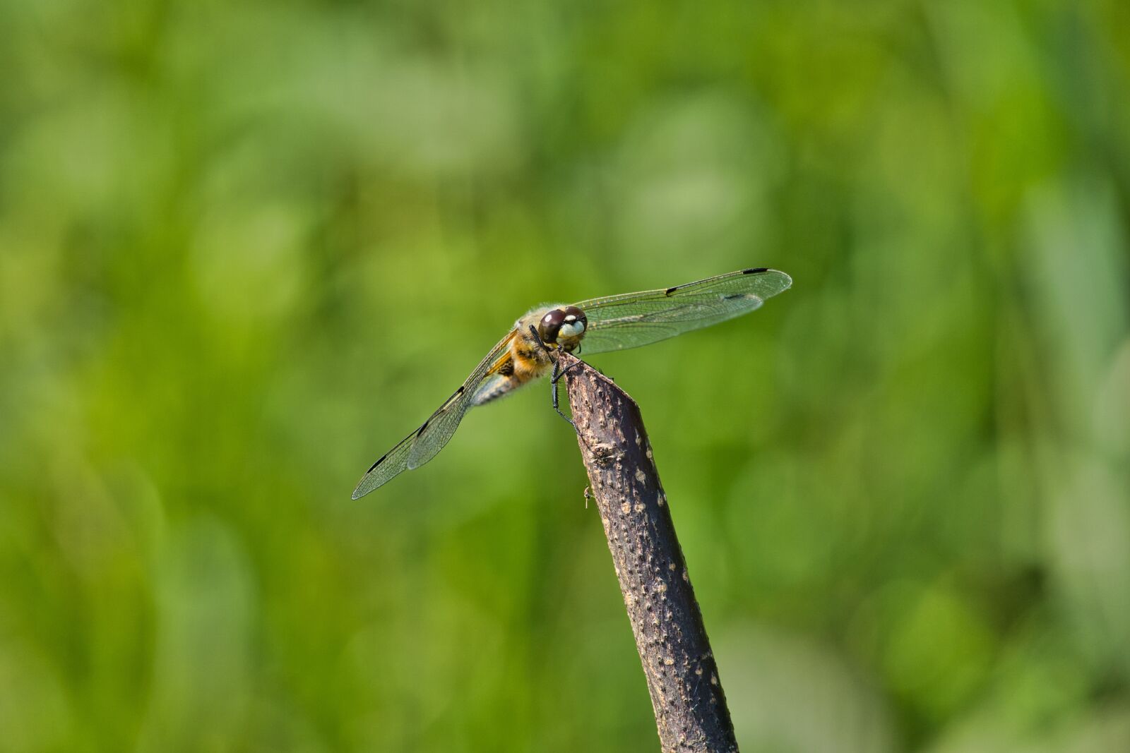 Sony a6600 sample photo. Dragonfly, water, insect photography