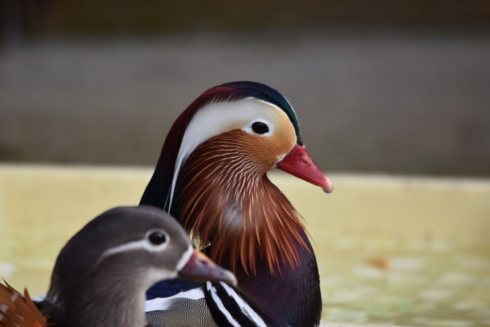 Nikon D7200 sample photo. Animal, bird, waterfowl photography