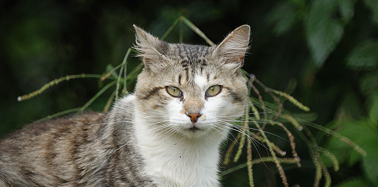 Sony Alpha DSLR-A390 sample photo. Domestic cat, animal, pet photography