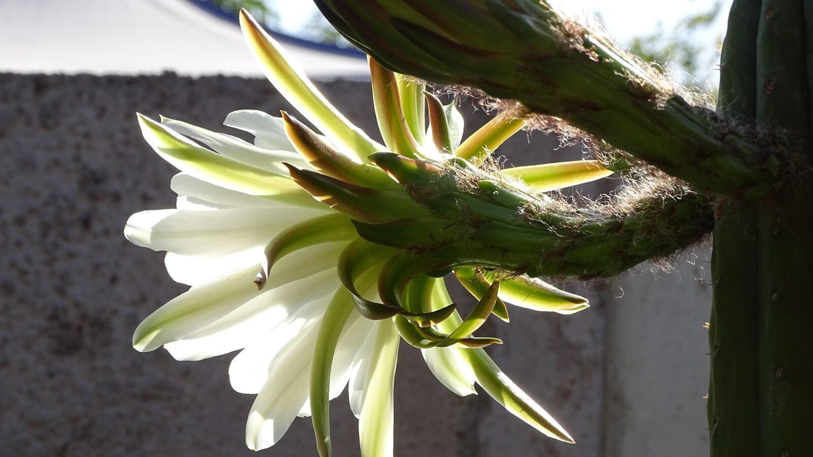 Sony Cyber-shot DSC-HX400V sample photo. Flor de cactus, san photography
