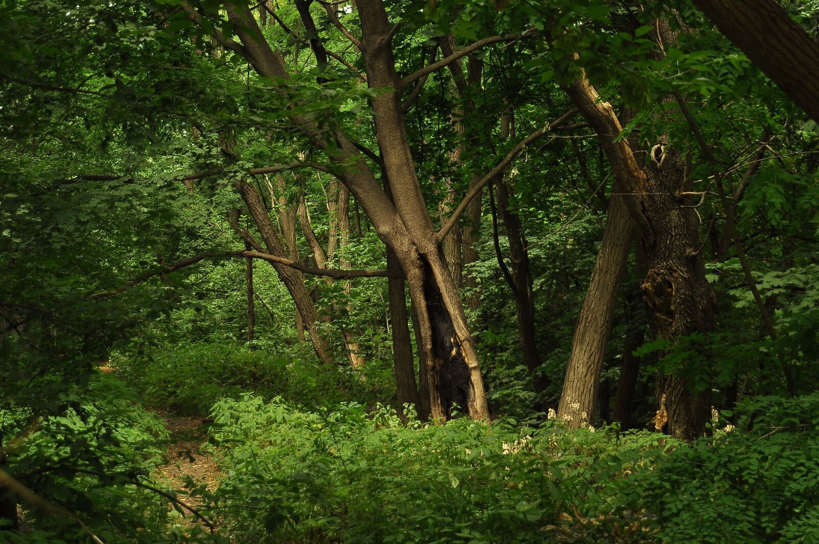 Nikon D90 sample photo. Forest, thicket, trees photography