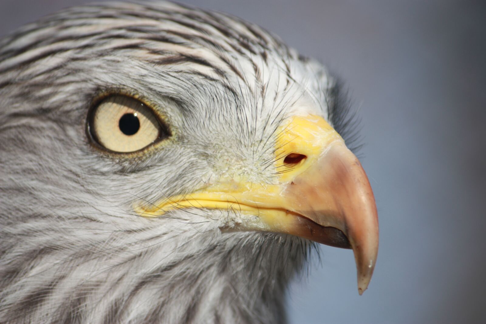 Canon EOS 450D (EOS Rebel XSi / EOS Kiss X2) sample photo. Milan royal, raptor, bird photography