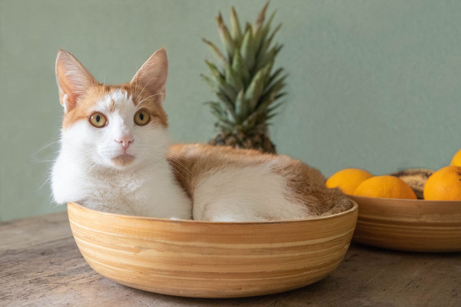 Canon EOS 6D Mark II sample photo. Cats, basket, hangover photography