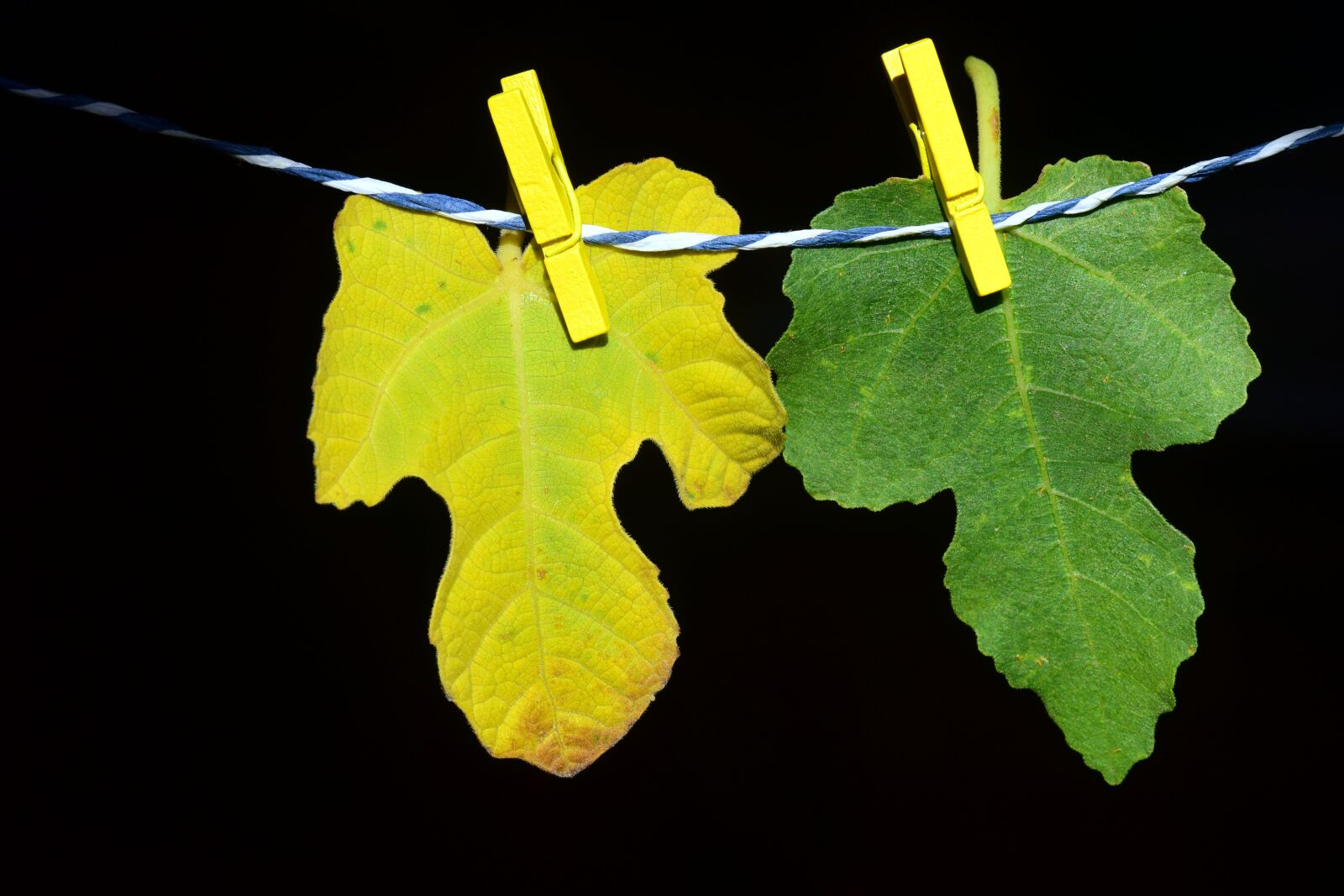 Nikon D3300 sample photo. Leaves, fig leaves, green photography