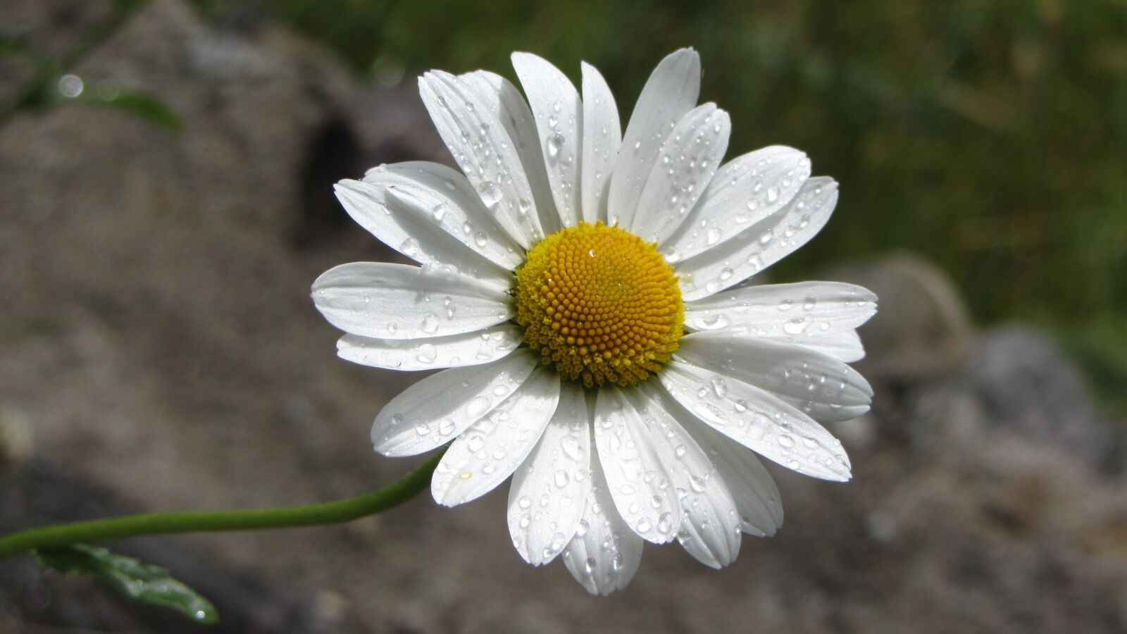 Canon PowerShot SX220 HS sample photo. Nature, plant, flower photography