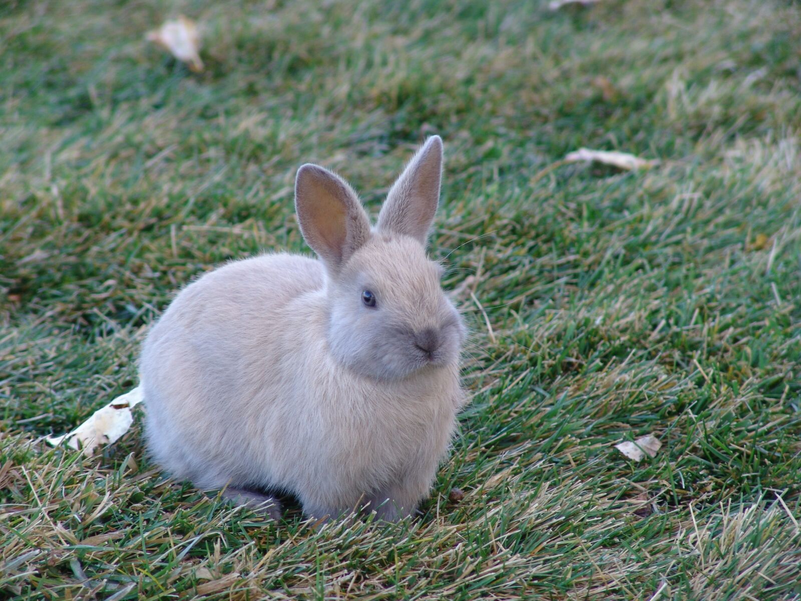 Sony DSC-F828 sample photo. Rabbit, grass, cute photography