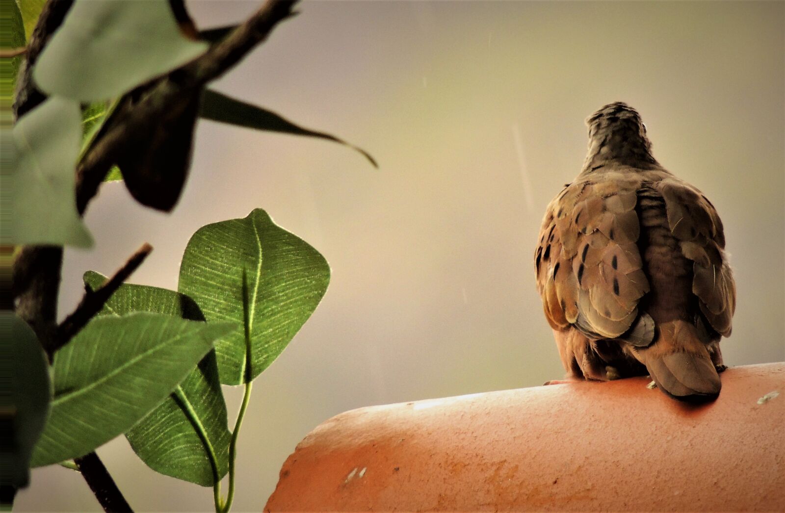 Nikon Coolpix P510 sample photo. Ruddy ground dove, weasels photography