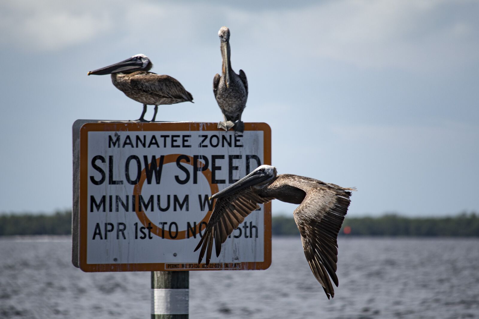 Nikon D7500 sample photo. Pelikan, bird, sea photography